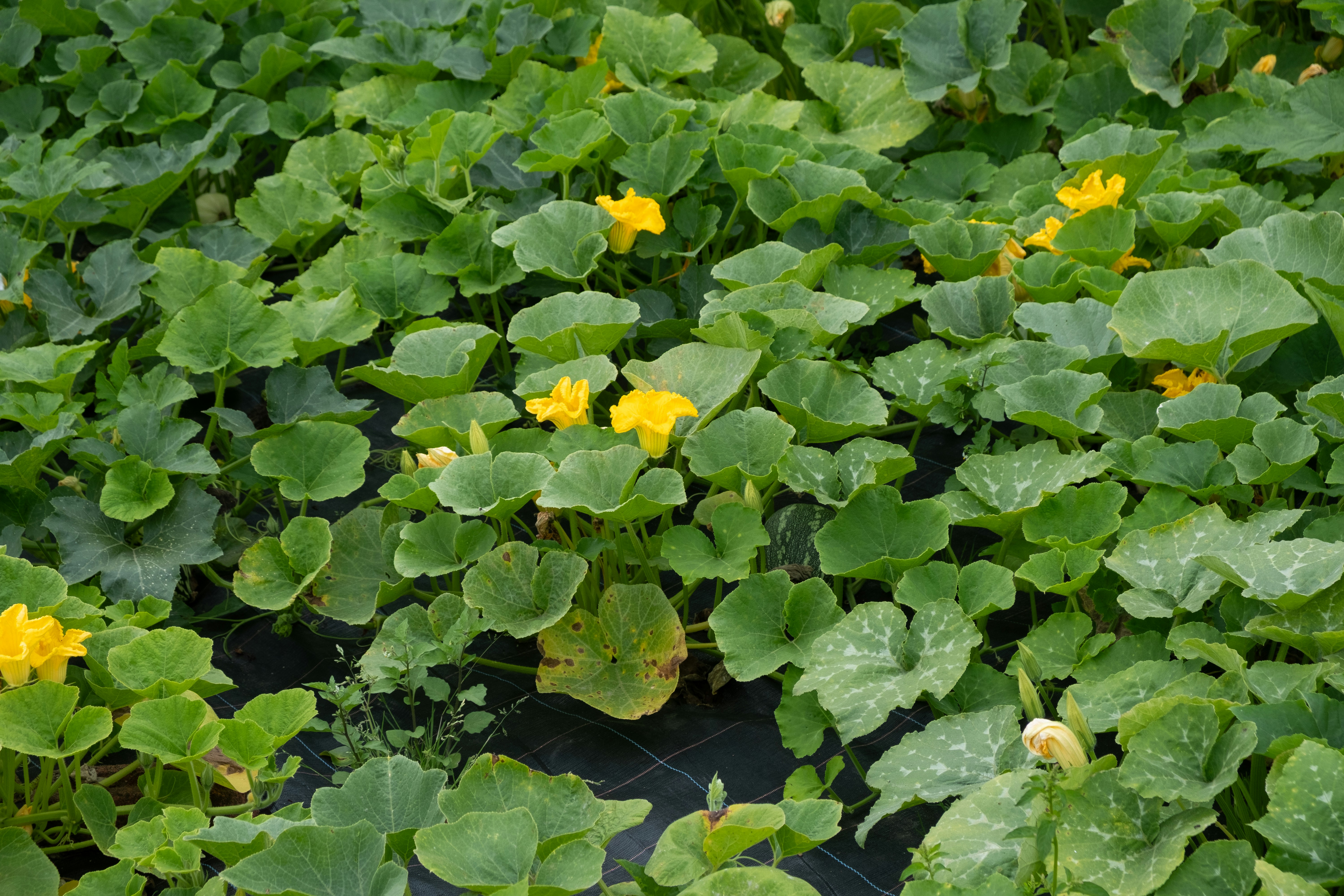 Photo by veronicaa_white