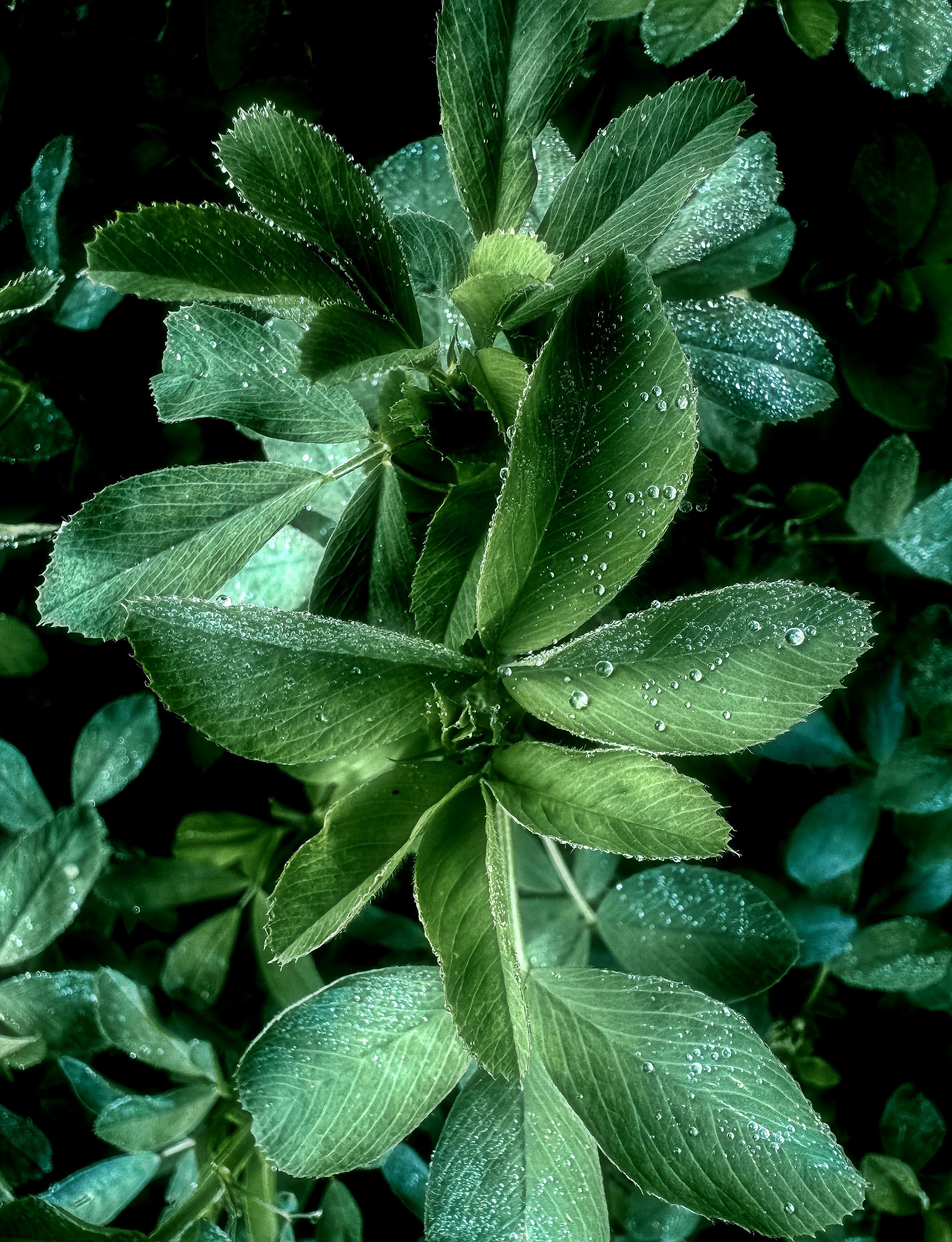 Green alfalfa leaves covered in water droplets