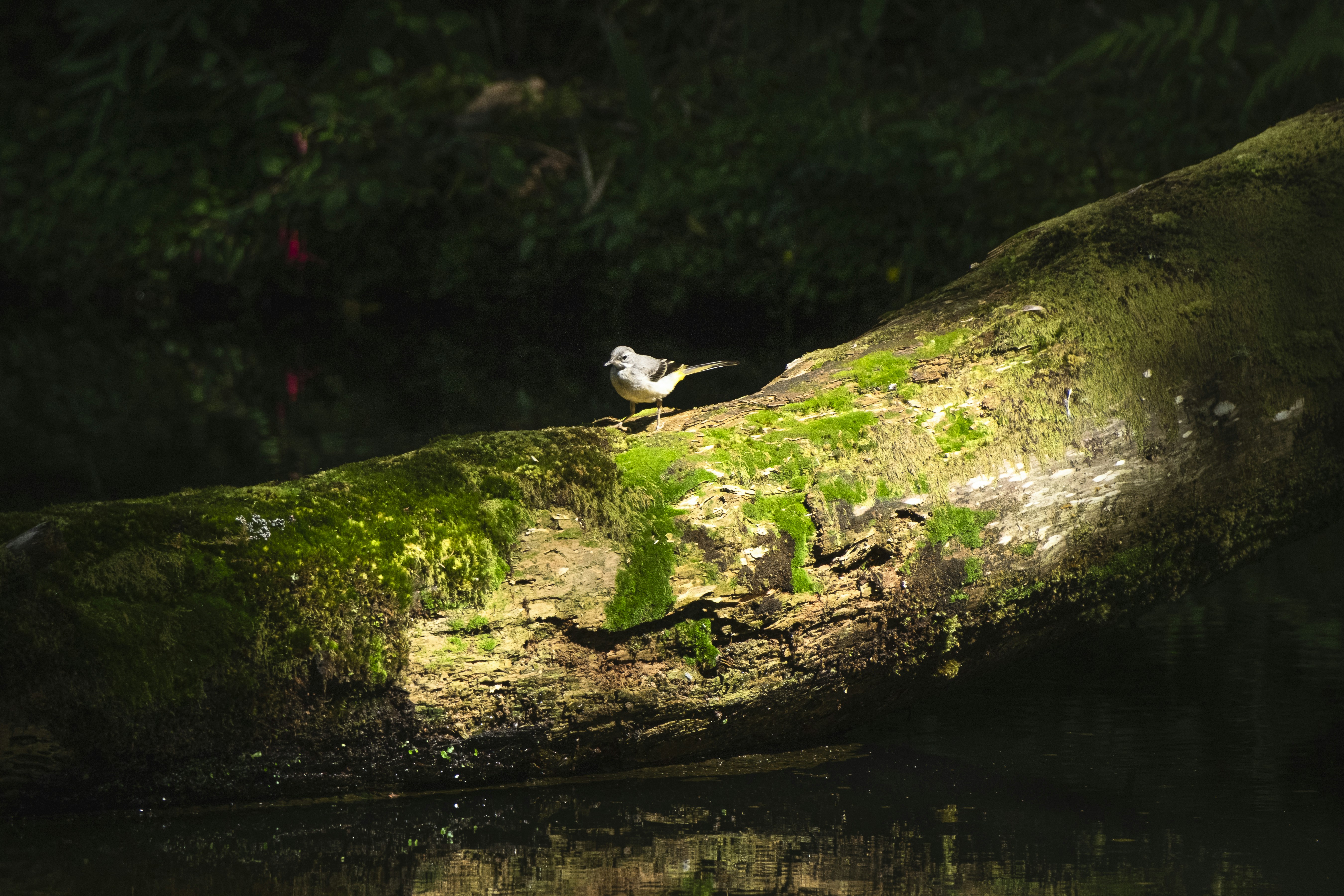 Photo by anastasiatr