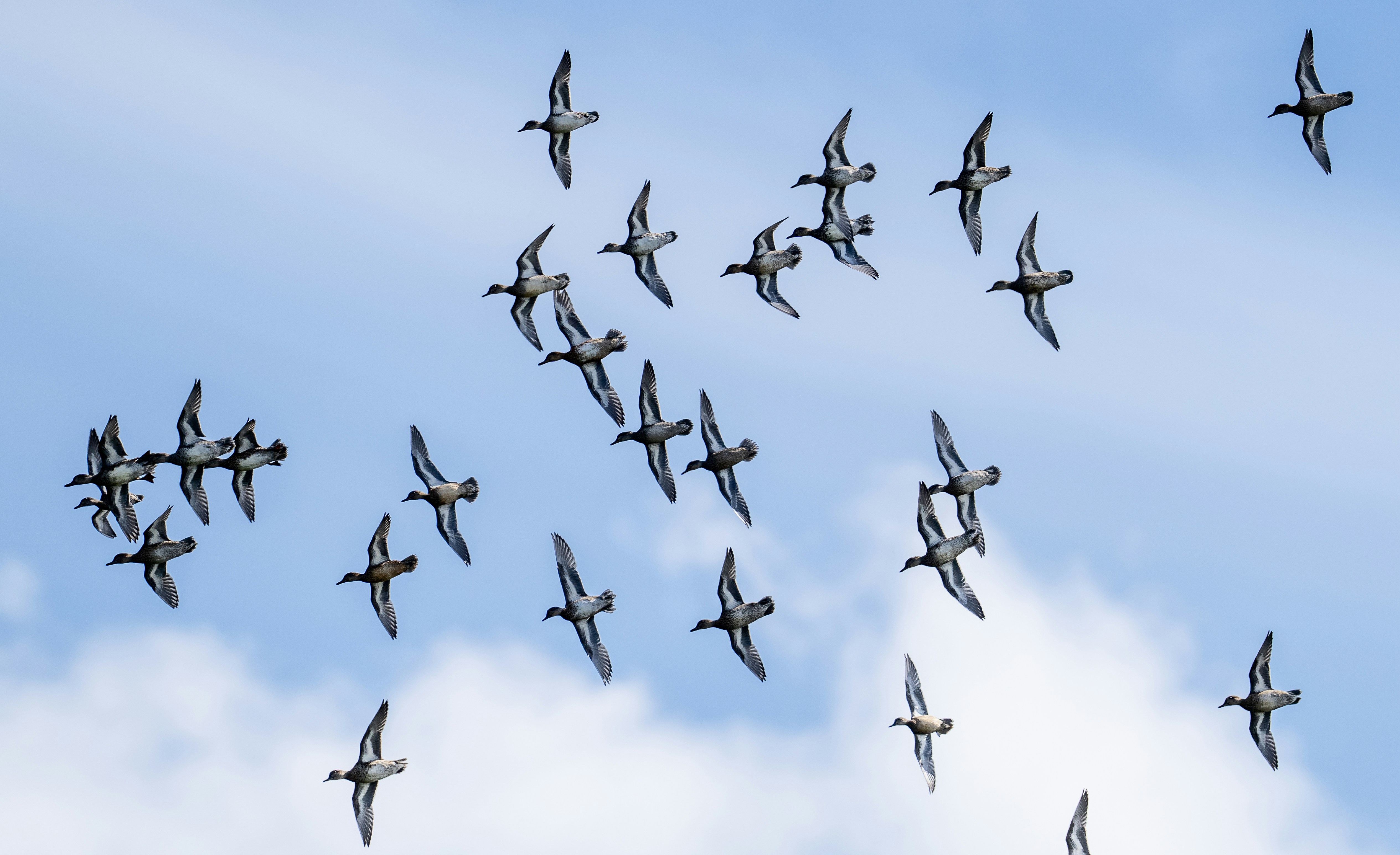 Una bandada de patos volando en un cielo azul. foto – Imagen de Pájaros  gratuita en Unsplash, image size:3000x1832