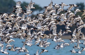 A large flock of birds flies together.