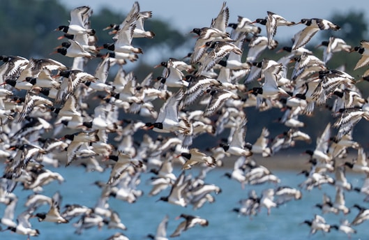 A large flock of birds flies together.