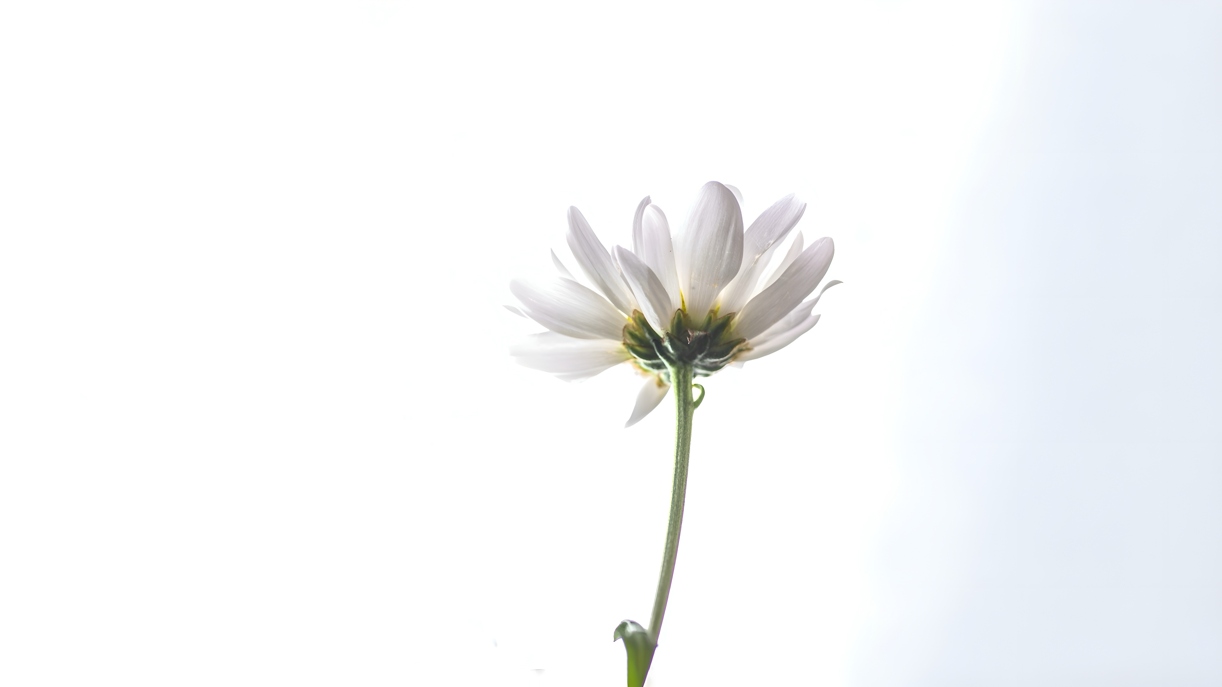 Une grande fleur blanche sur fond blanc photo – Image gratuite de  Arrière-plan sur Unsplash, image size:3000x1688