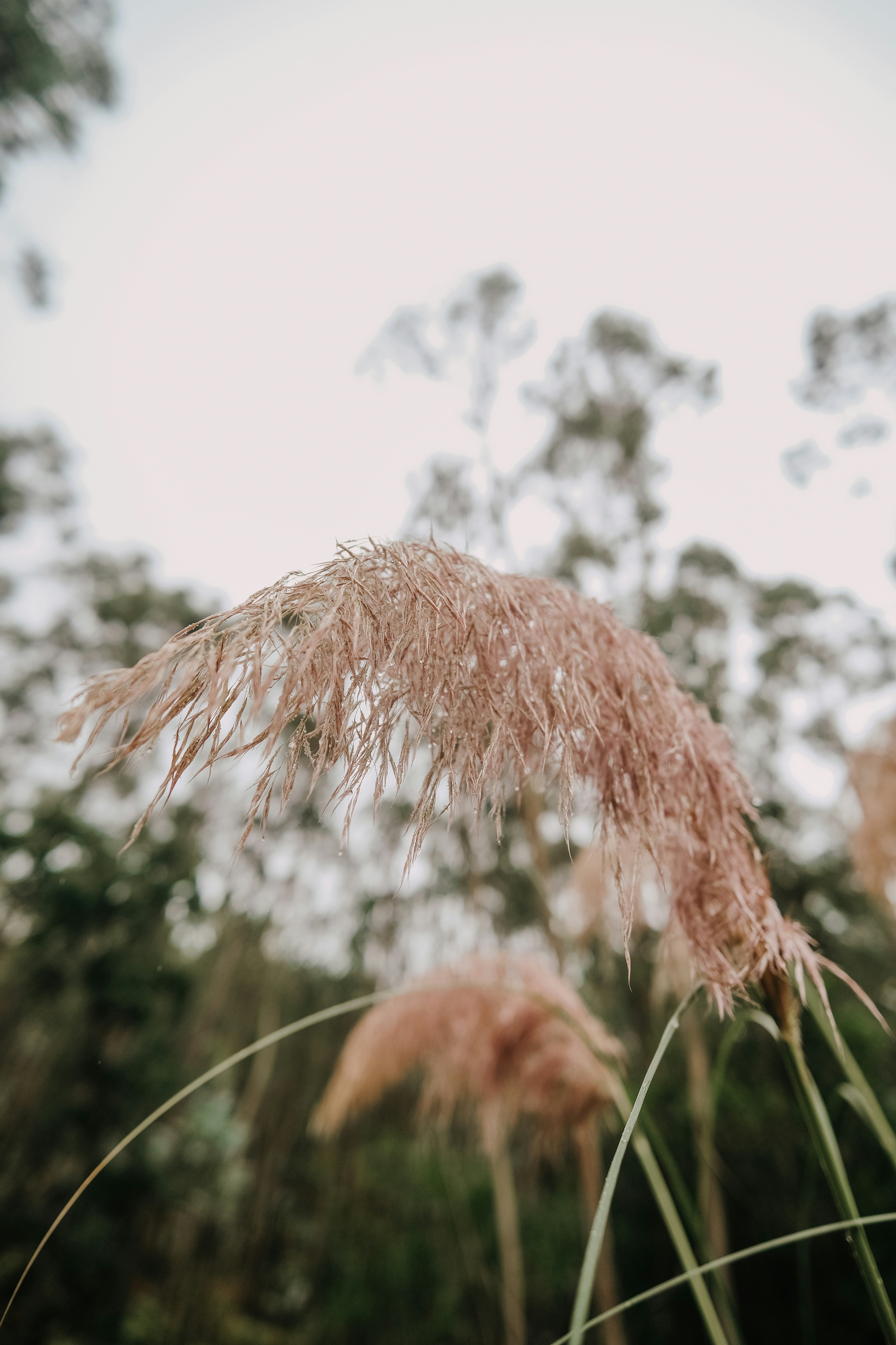 Hohe Pampasgrasfedern wiegen sich sanft im Freien