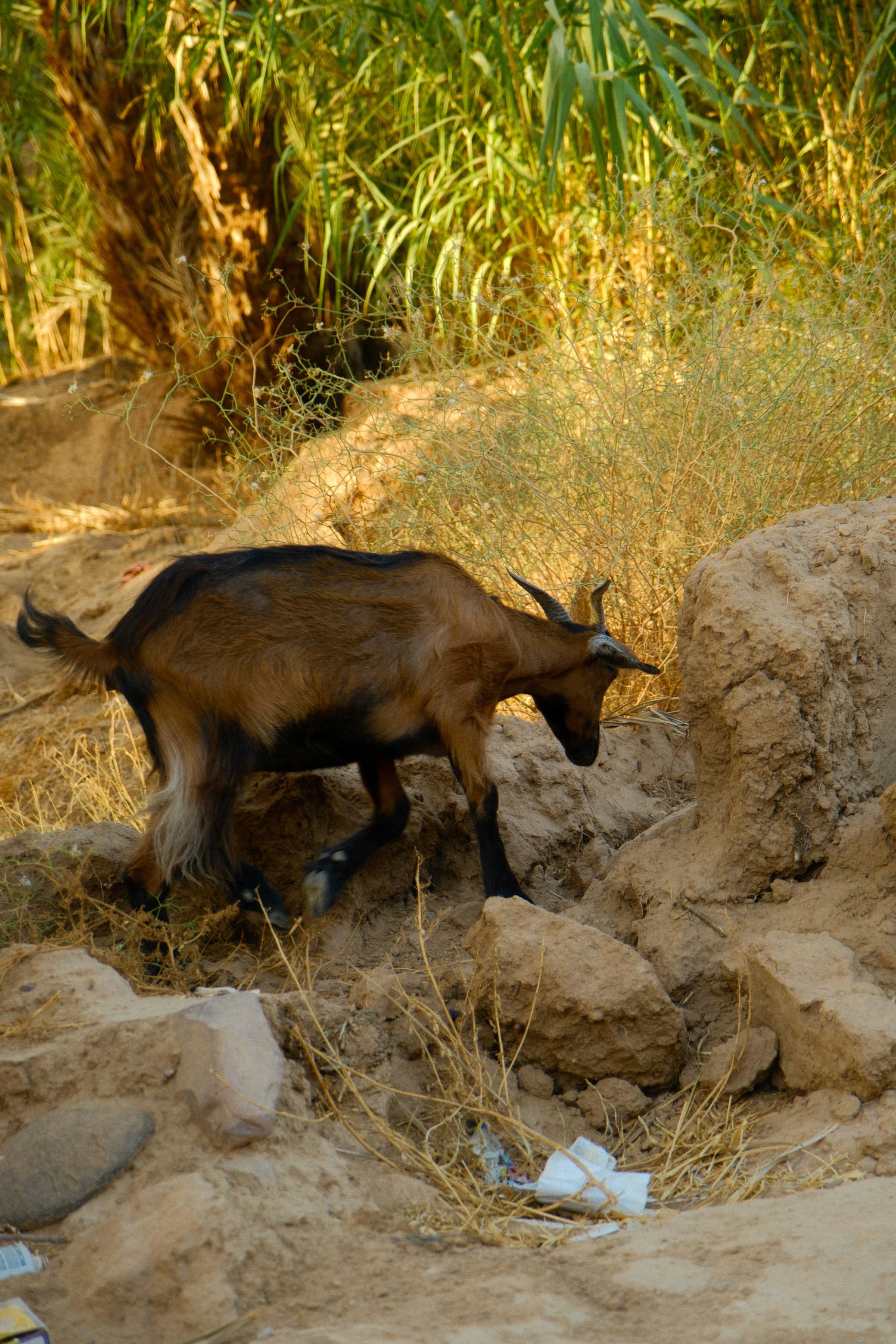 A brown goat walks over rocky terrain.