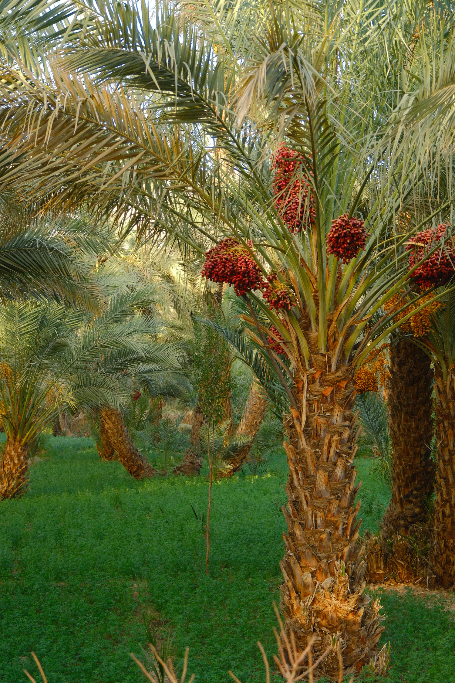 Medjool palms in Block Seven with their fruit bunches colouring above the grass