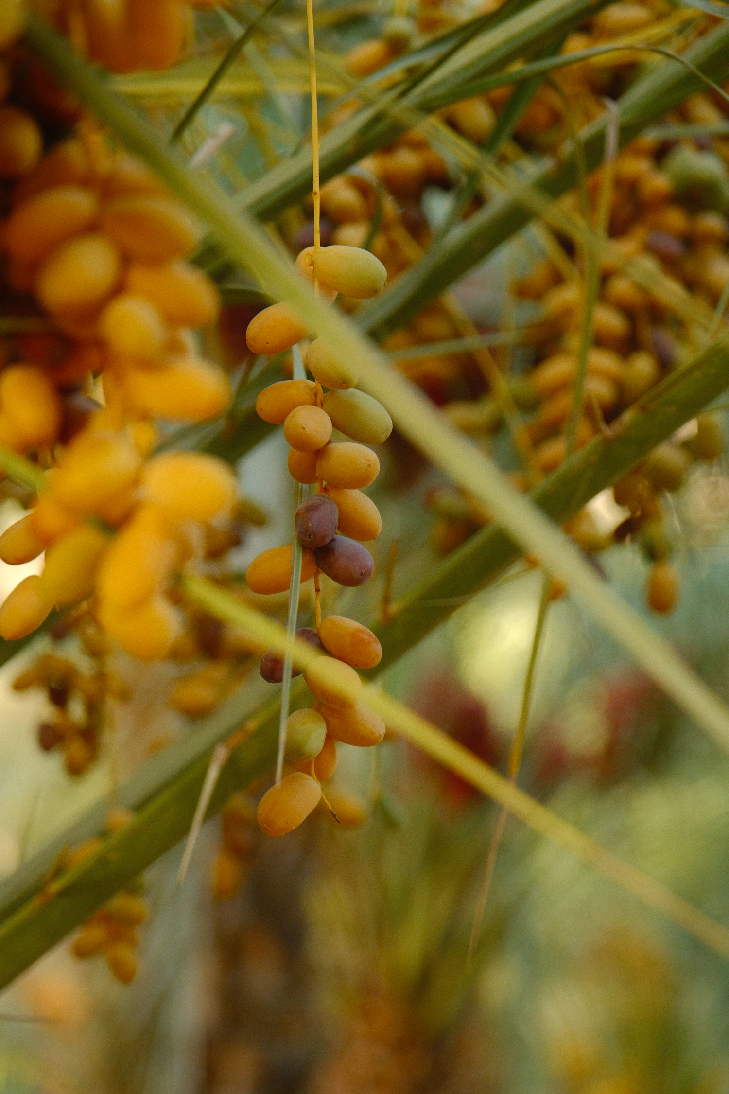 Amber clusters of fresh Barhi dates hanging on their strands beneath the fronds