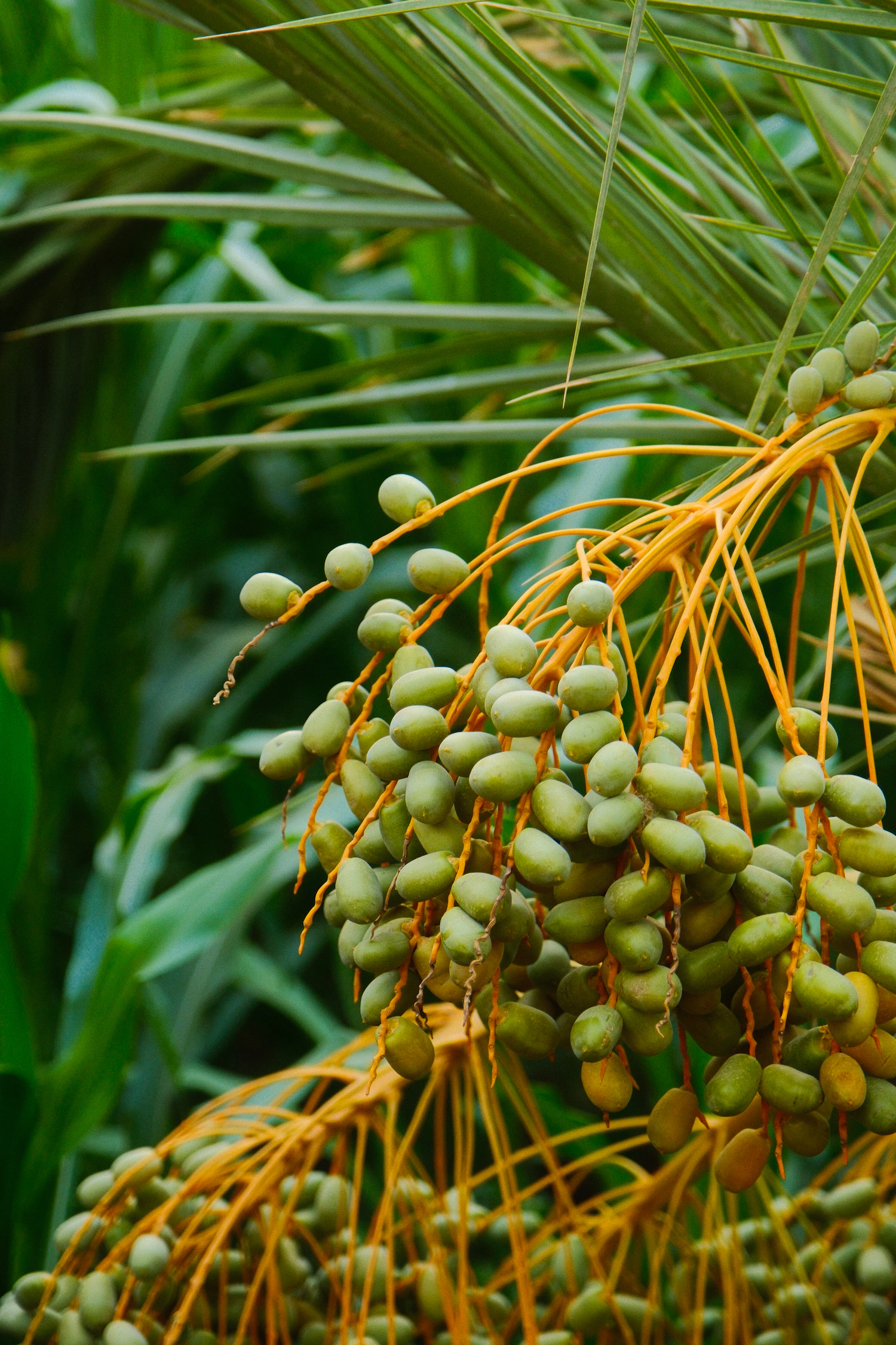 Green Medjool dates at the khalal stage on a yellow strand in June