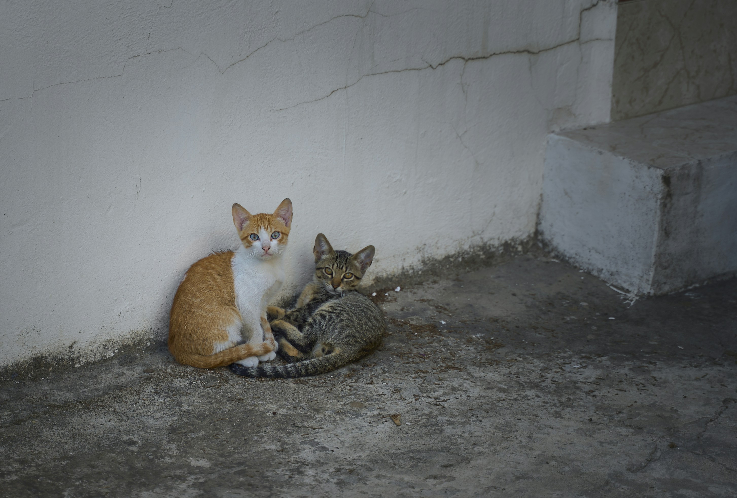 Two cats sitting together near a wall.