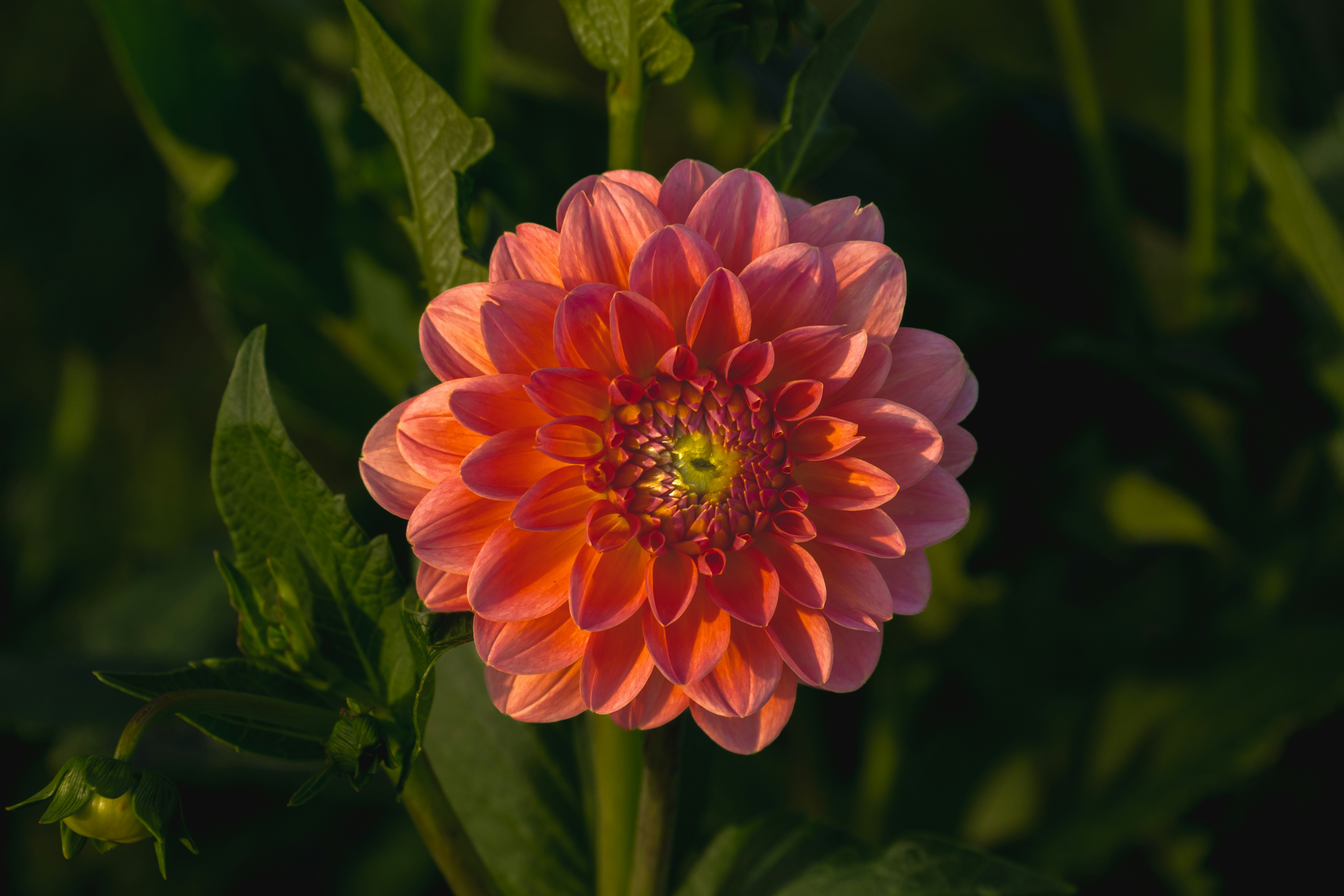 Photo by siegfriedpoepperl