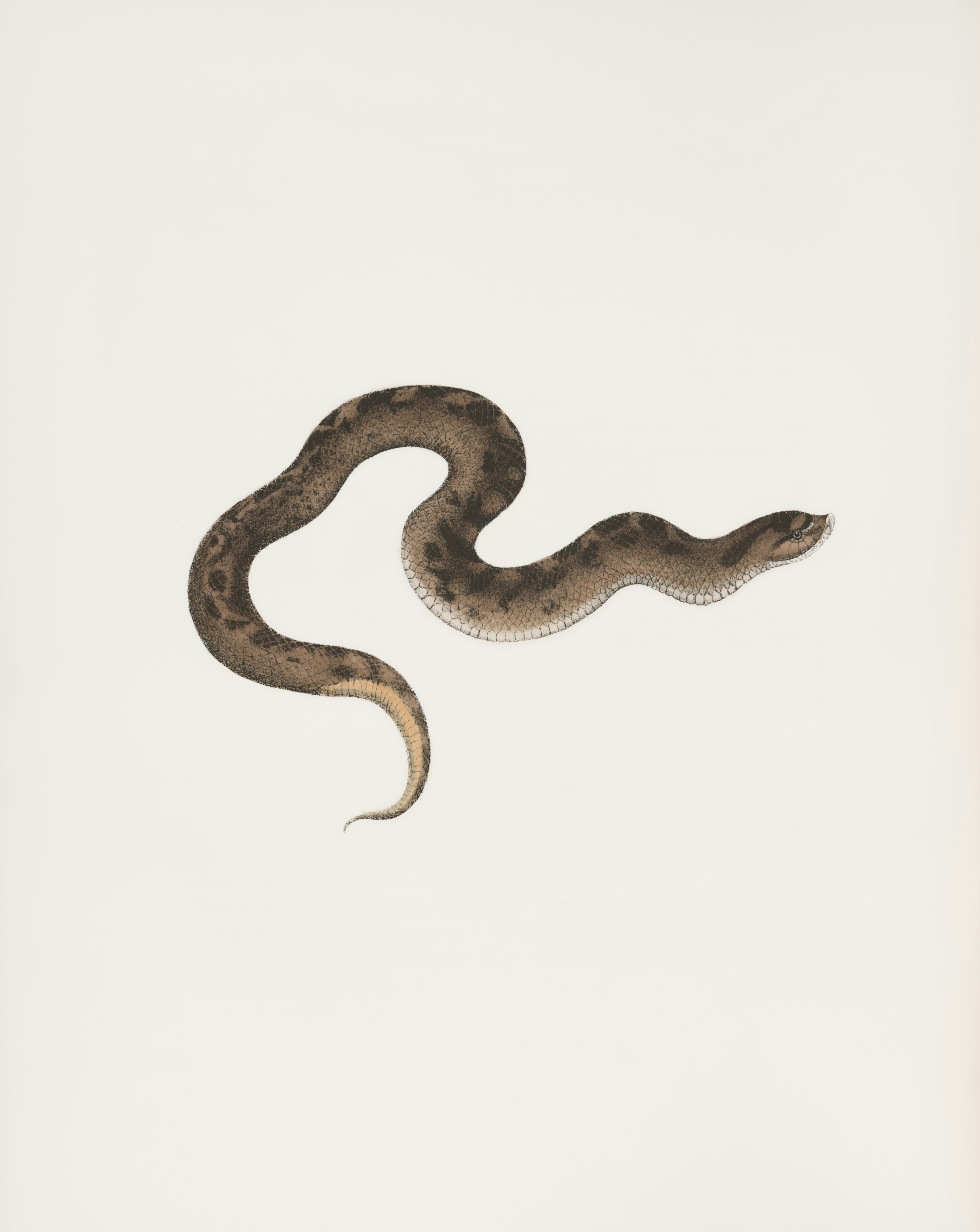 A brown snake with dark spots on a white background.
