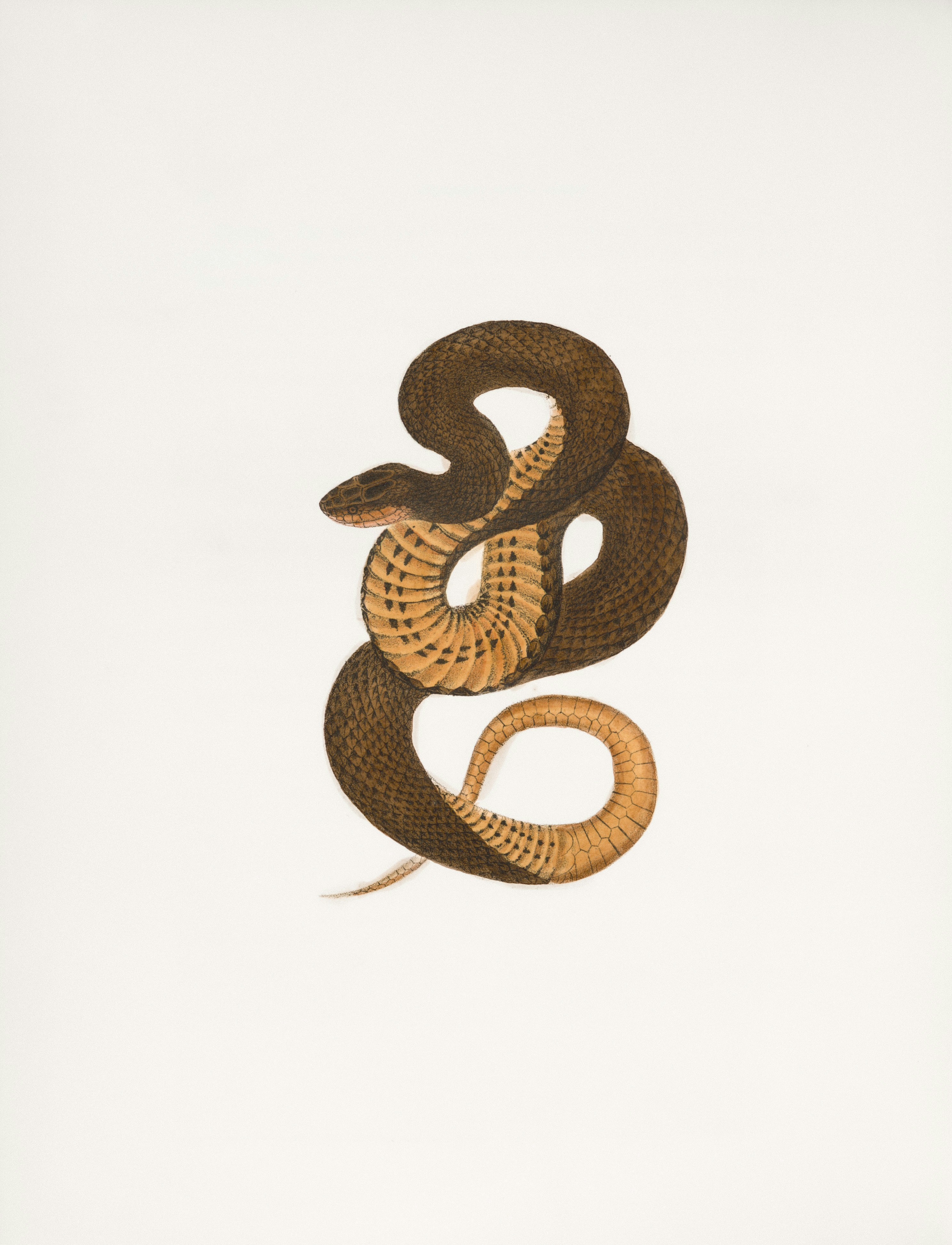 Rare Book Division, The New York Public Library. \
