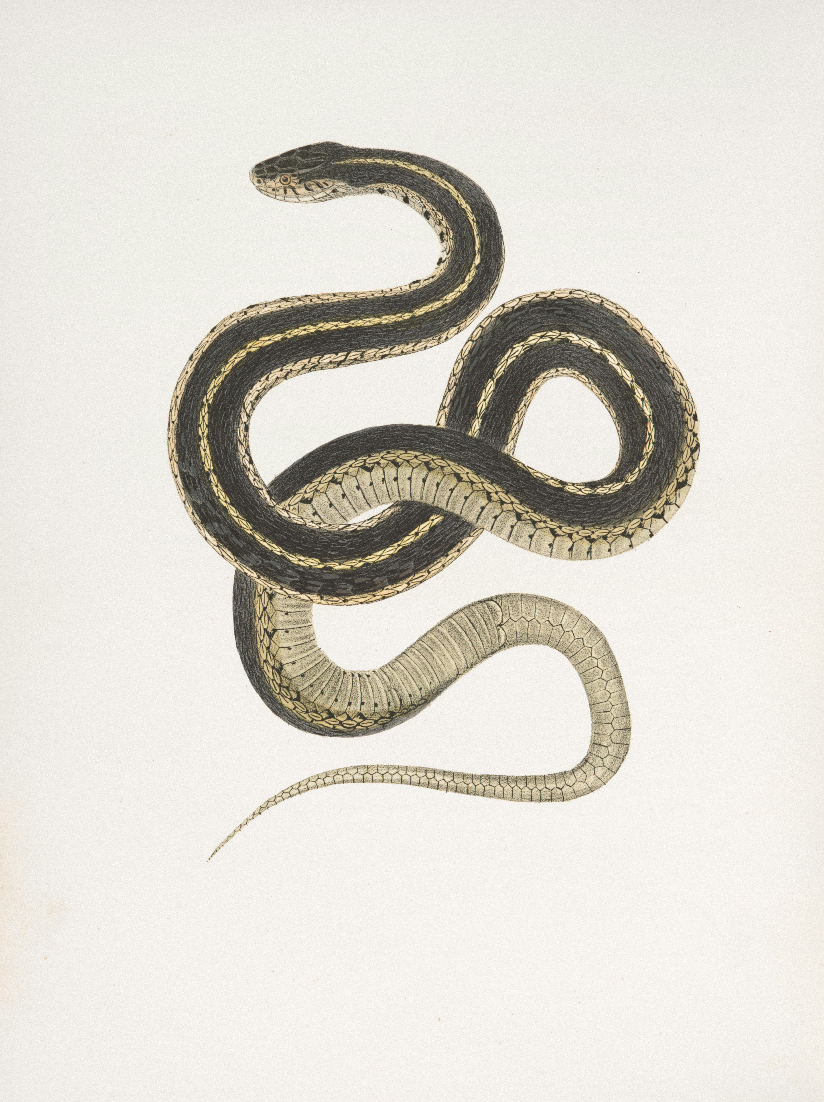 A striped snake coiled on a white background