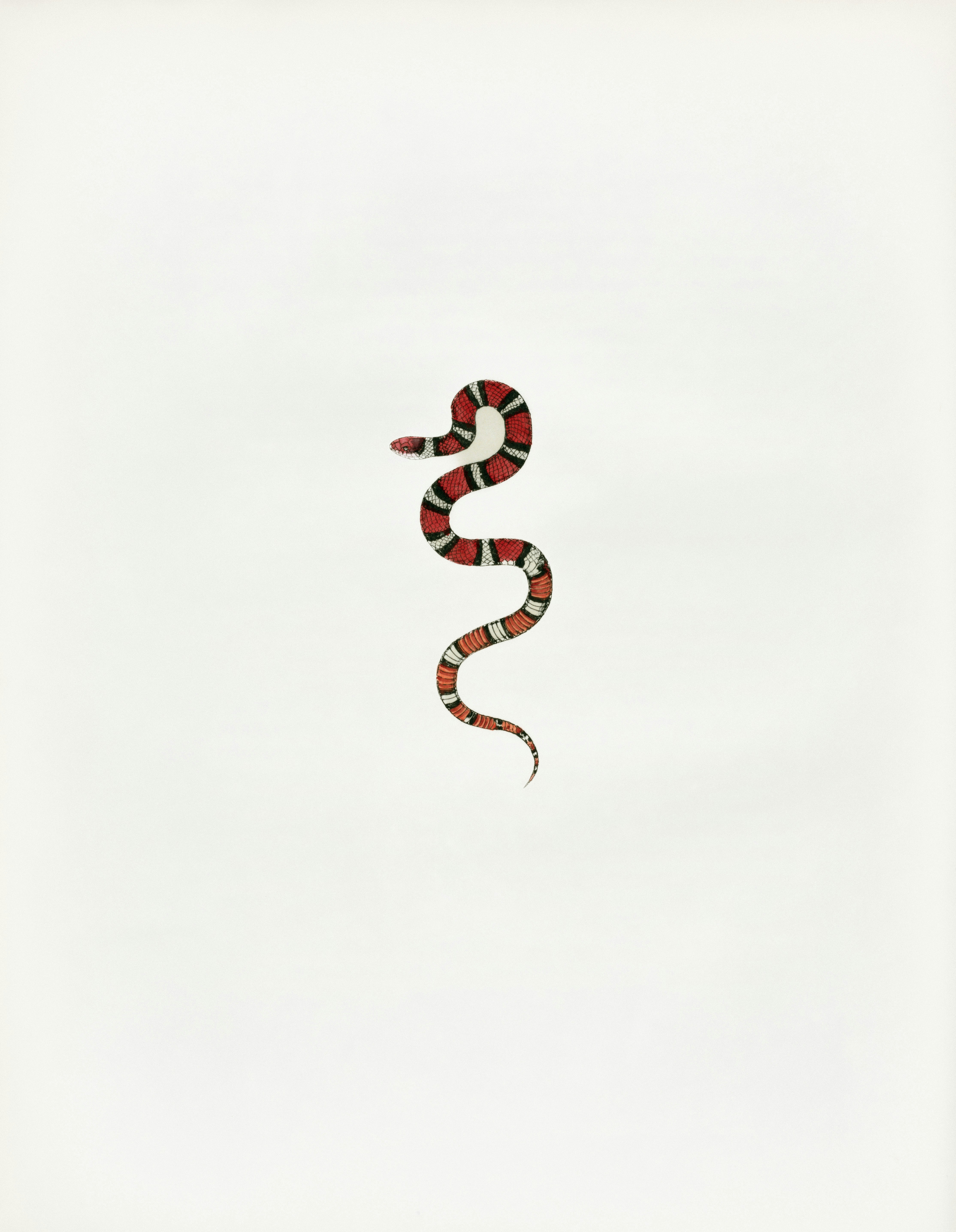 A stylized coral snake on a white background