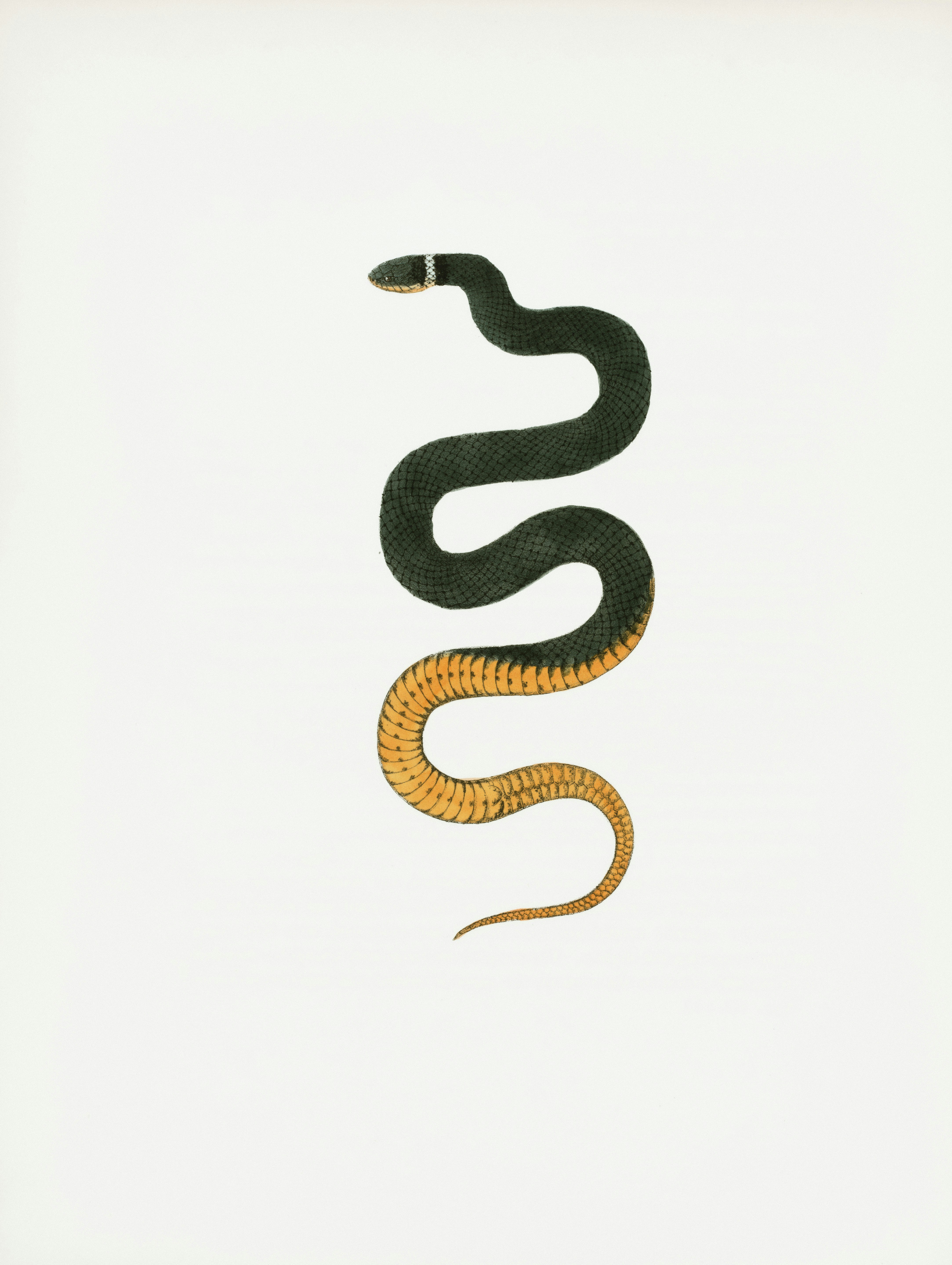 A black and orange snake with a white collar