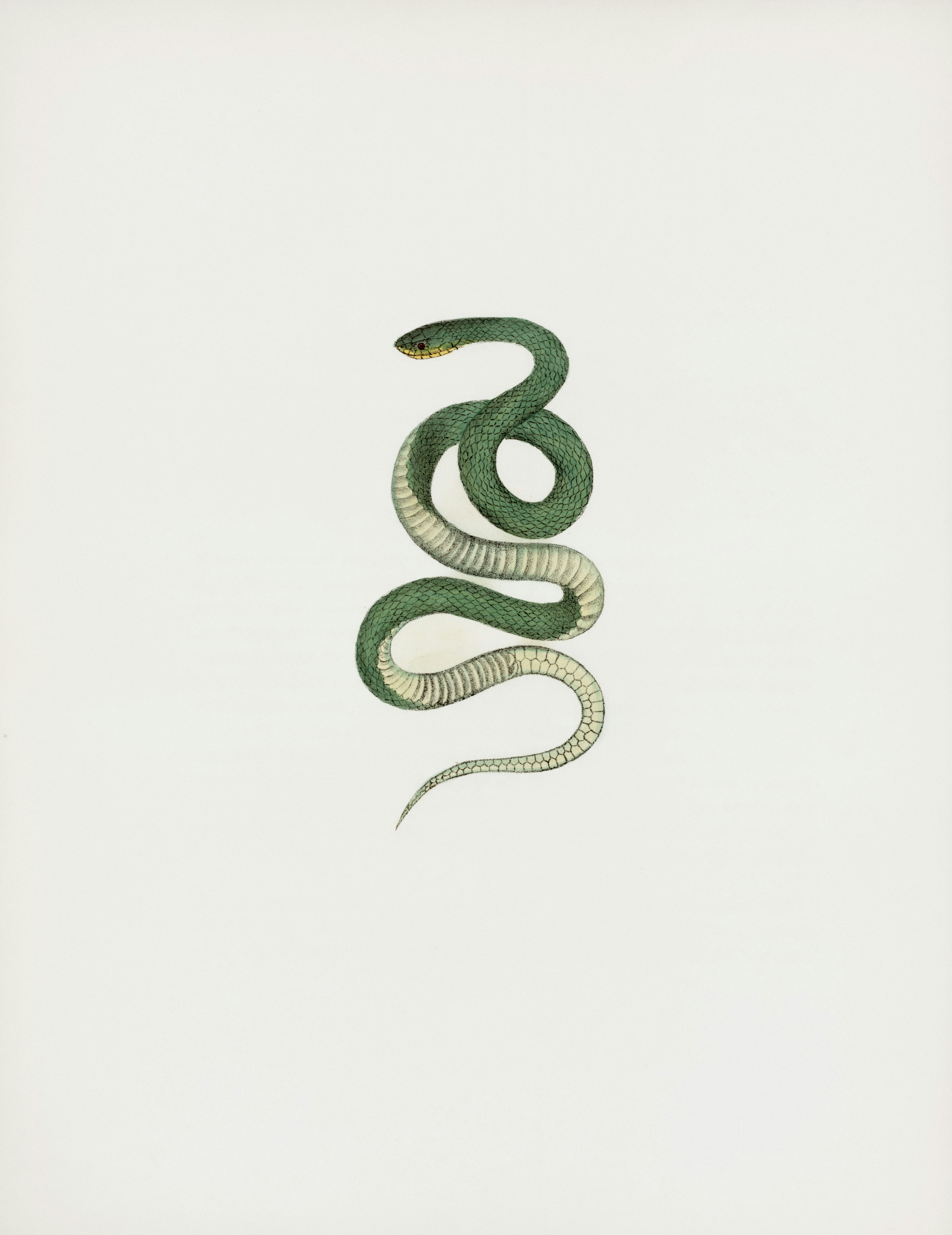 A green snake coiled on a white background.