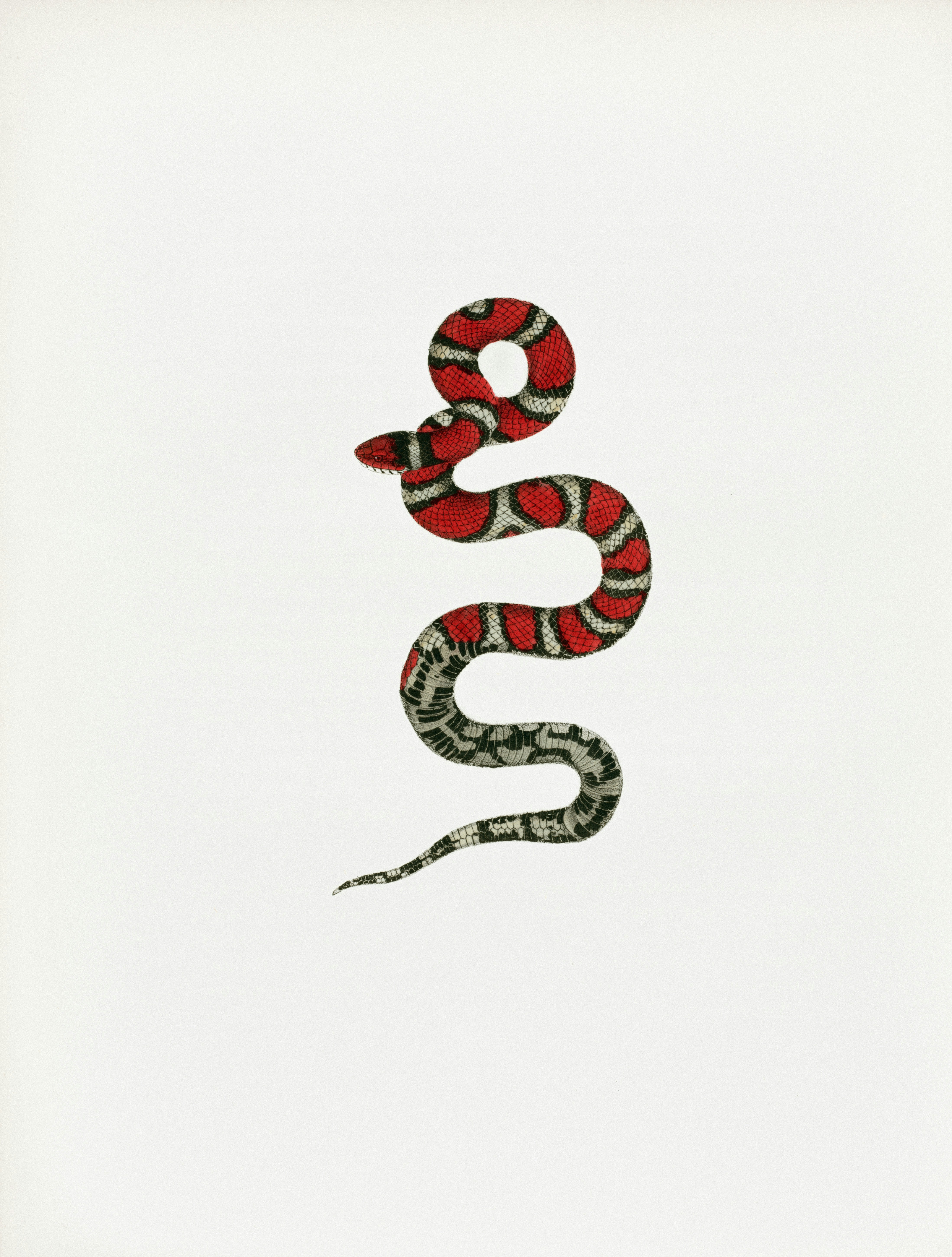 Rare Book Division, The New York Public Library. \