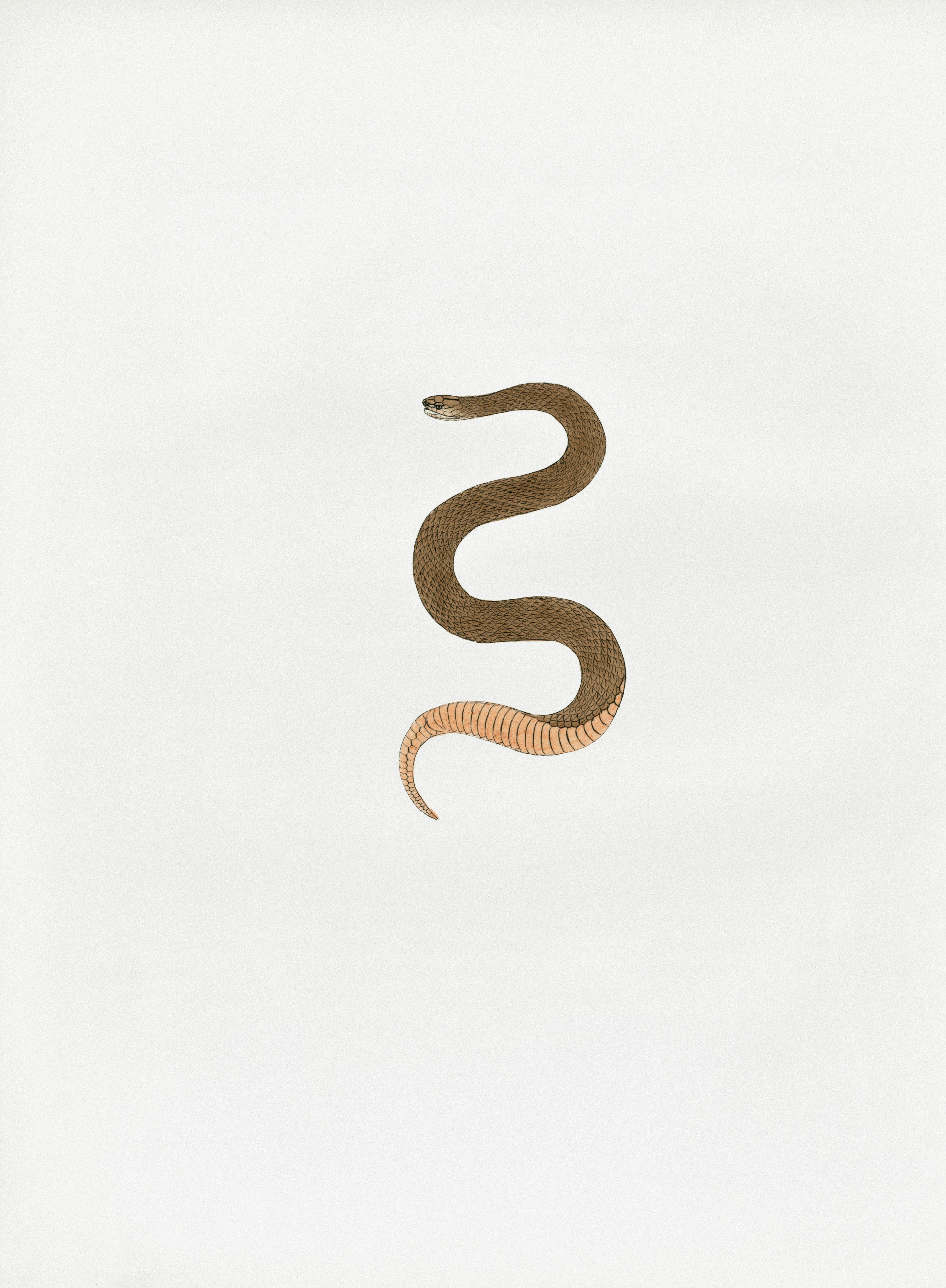 A brown snake coiled on a white background.