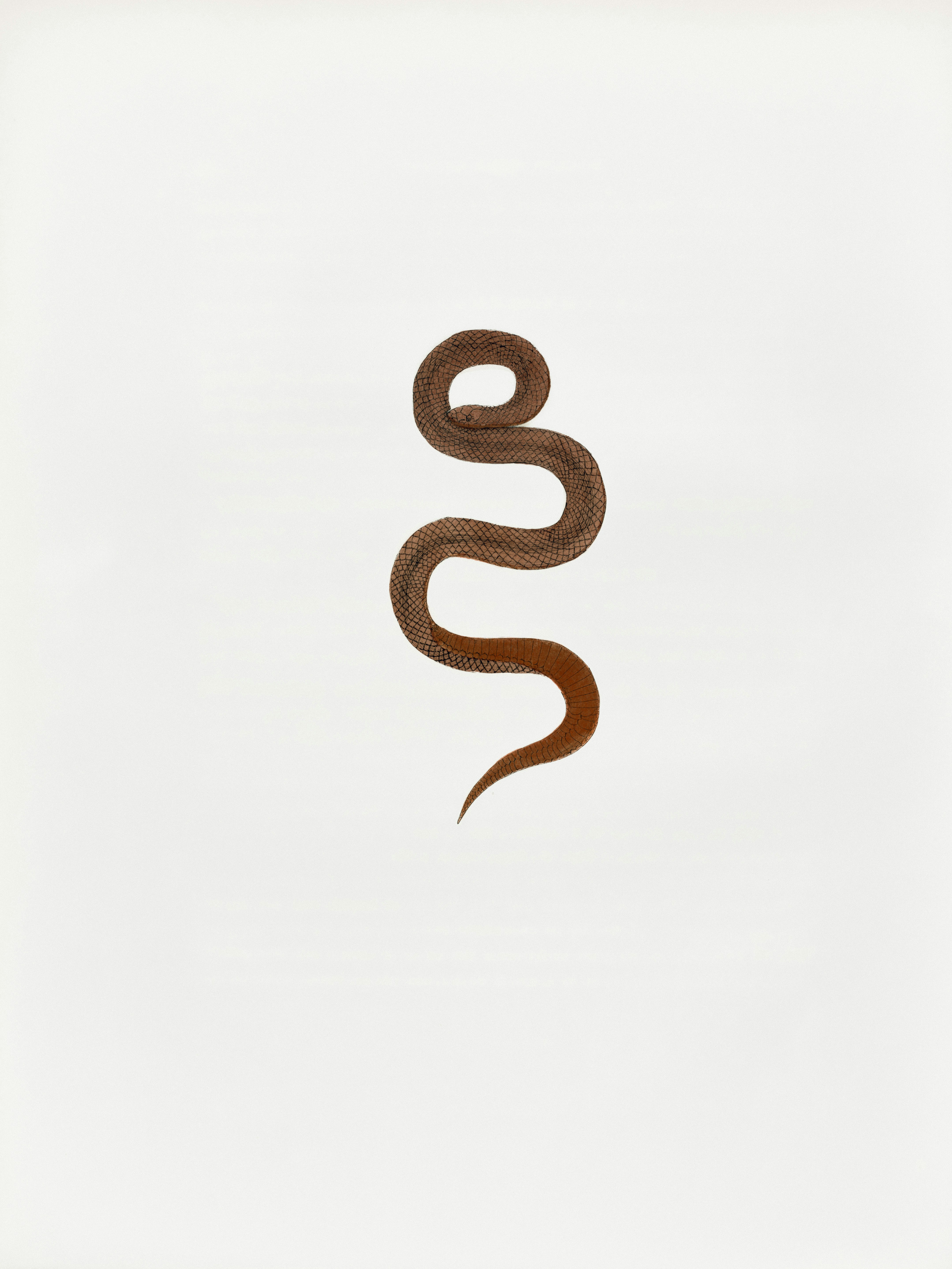 A brown snake coiled on a white background