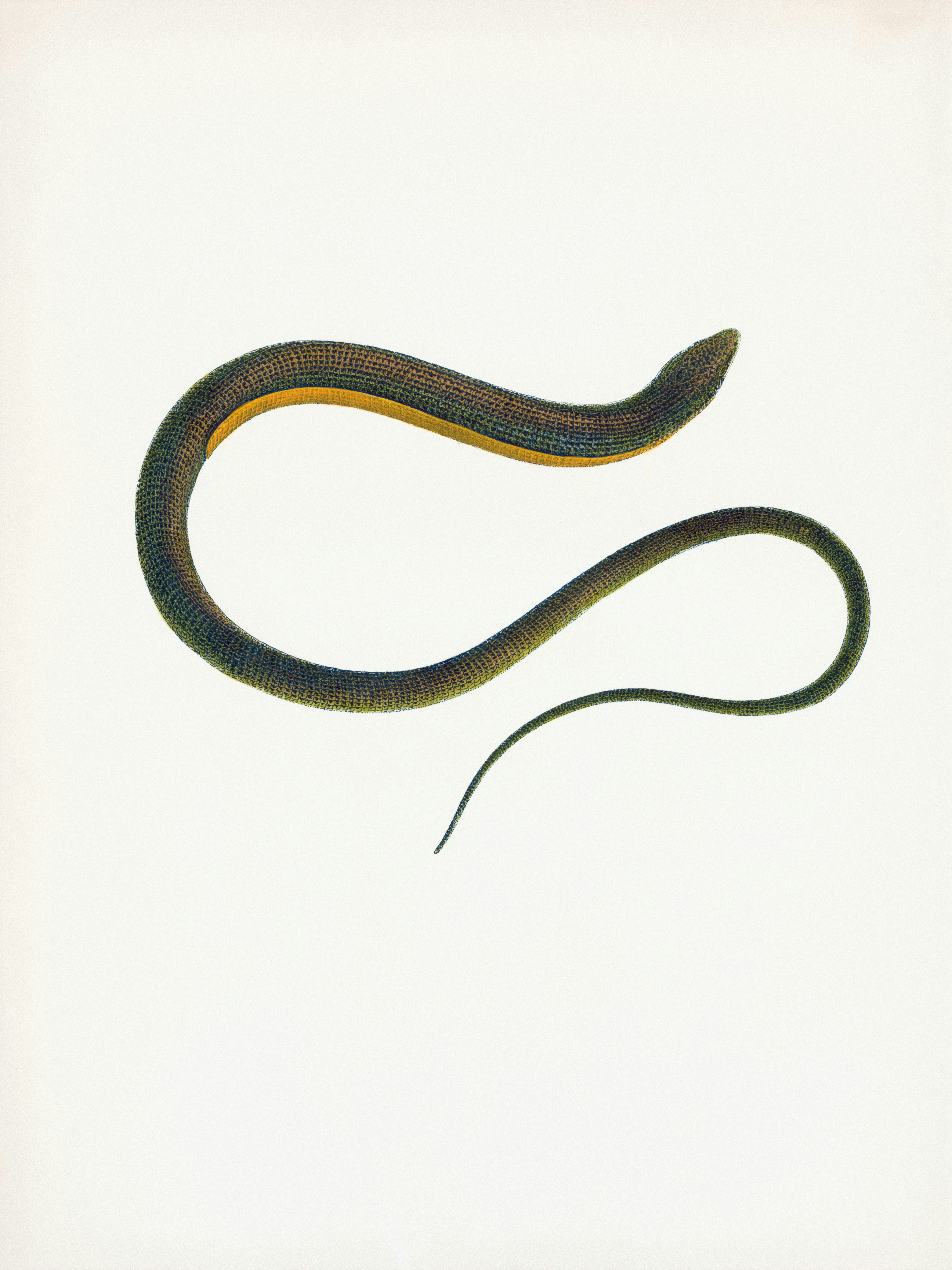 A slender brown snake with yellow markings