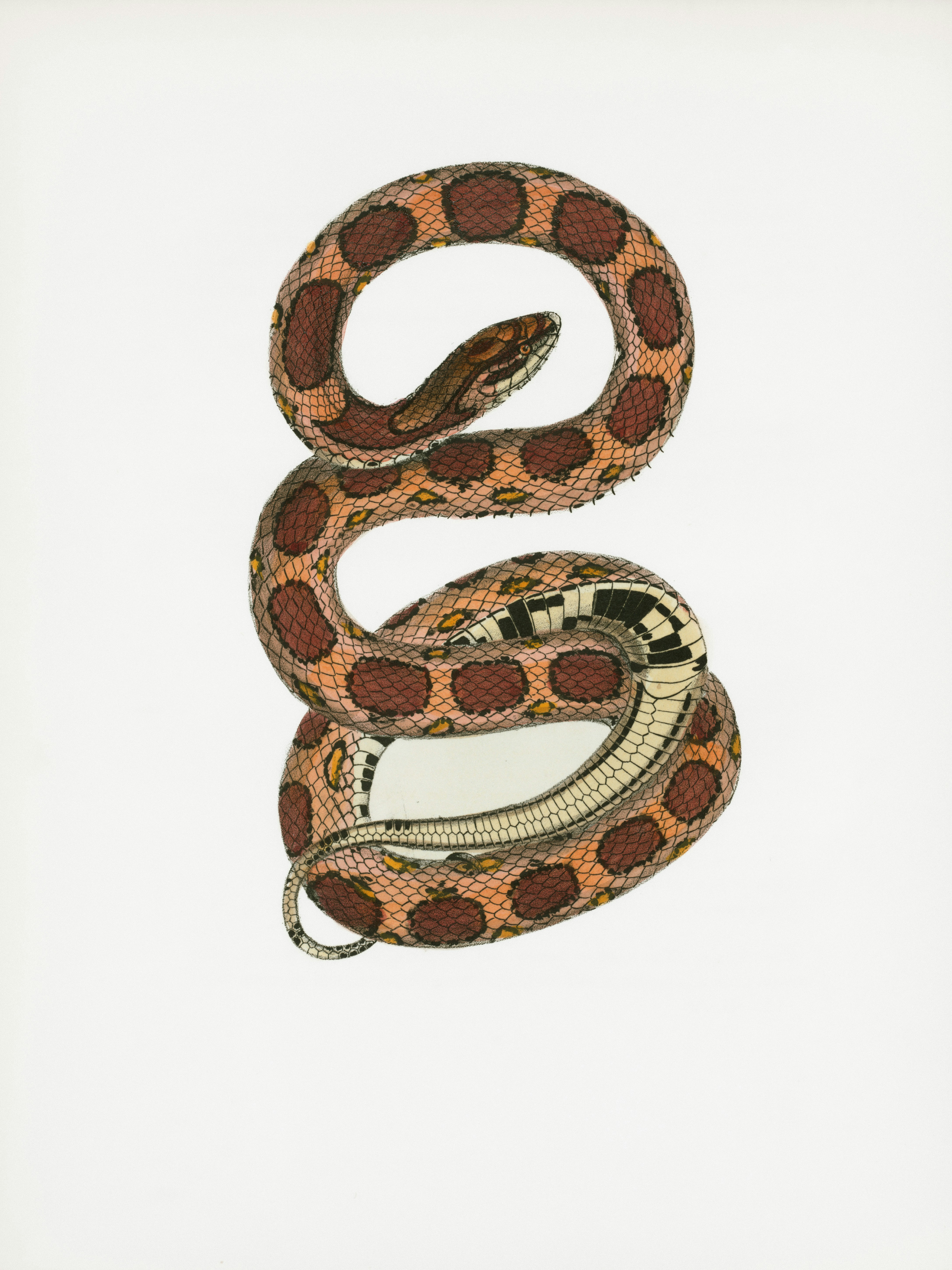 A coiled snake with brown and orange markings