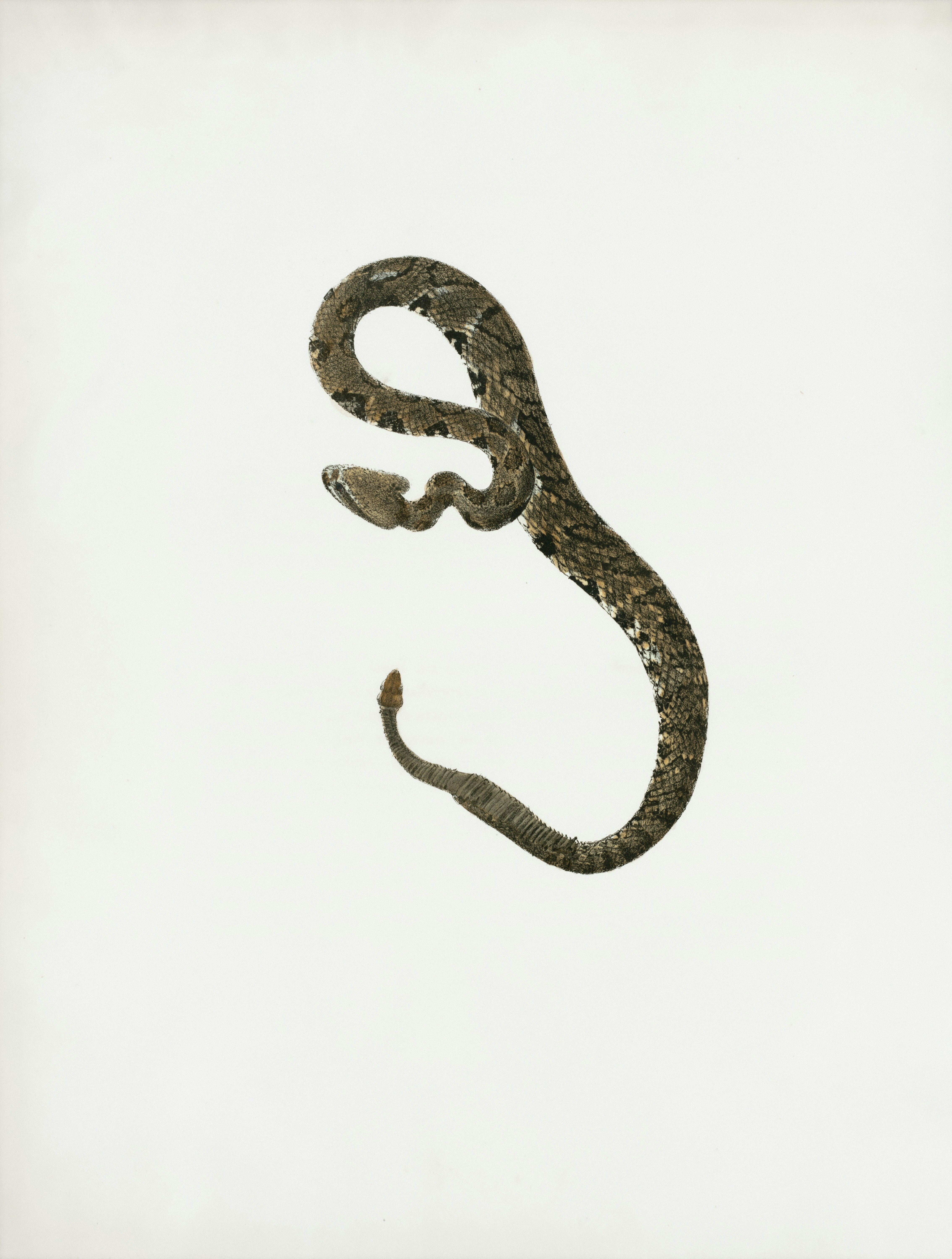 A coiled rattlesnake against a white background.