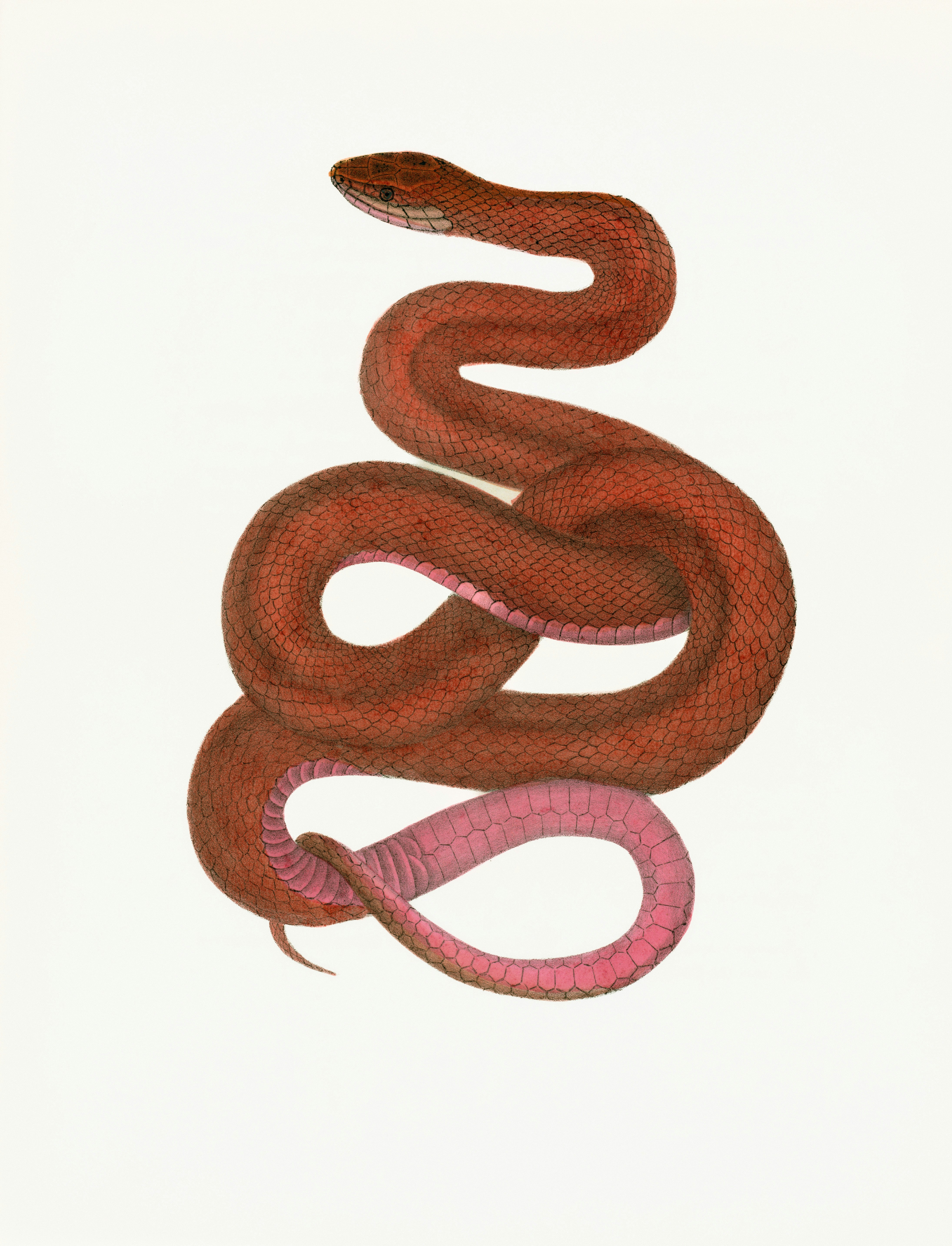 A coiled brown snake with a pink underside.