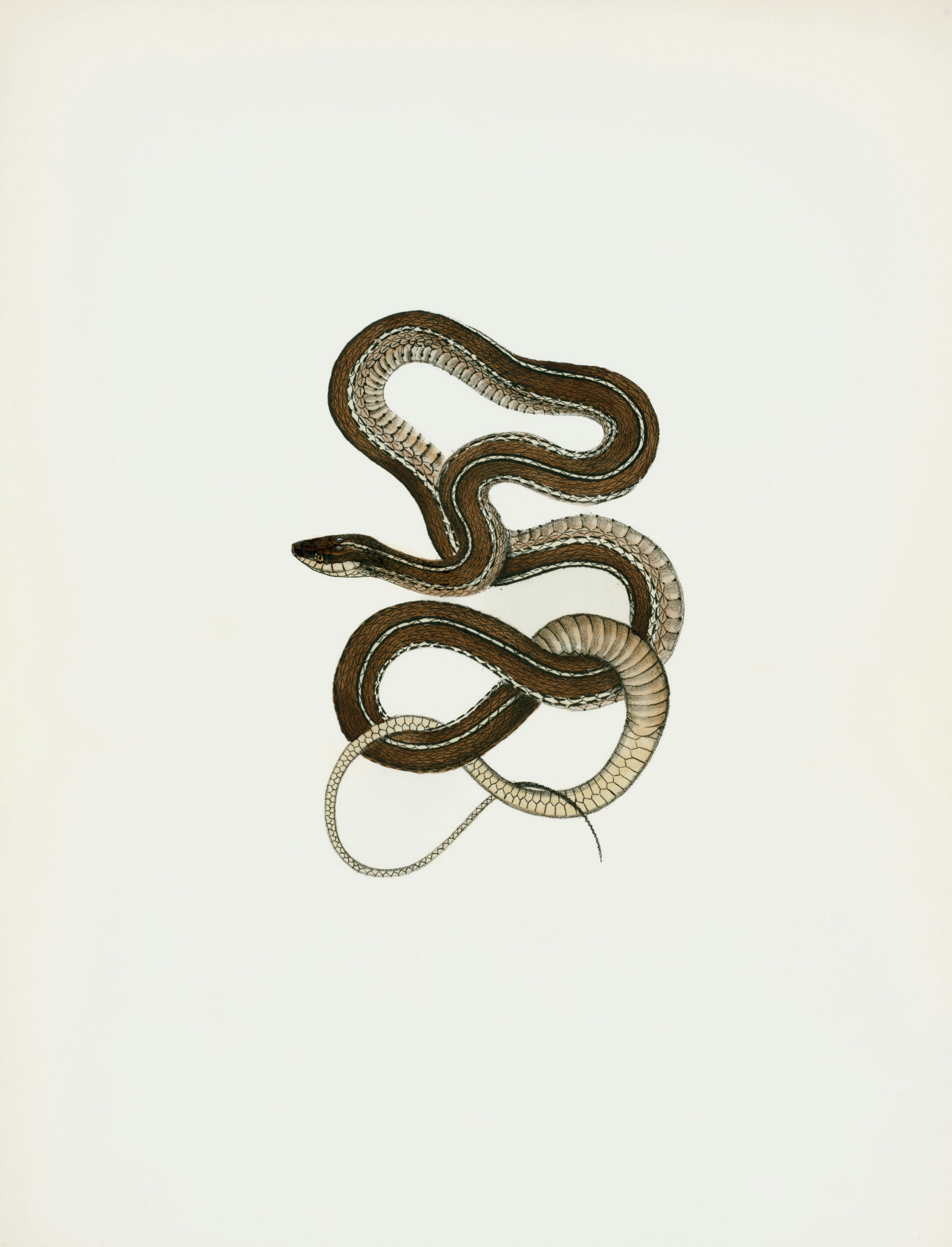 A brown snake coiled on a white background