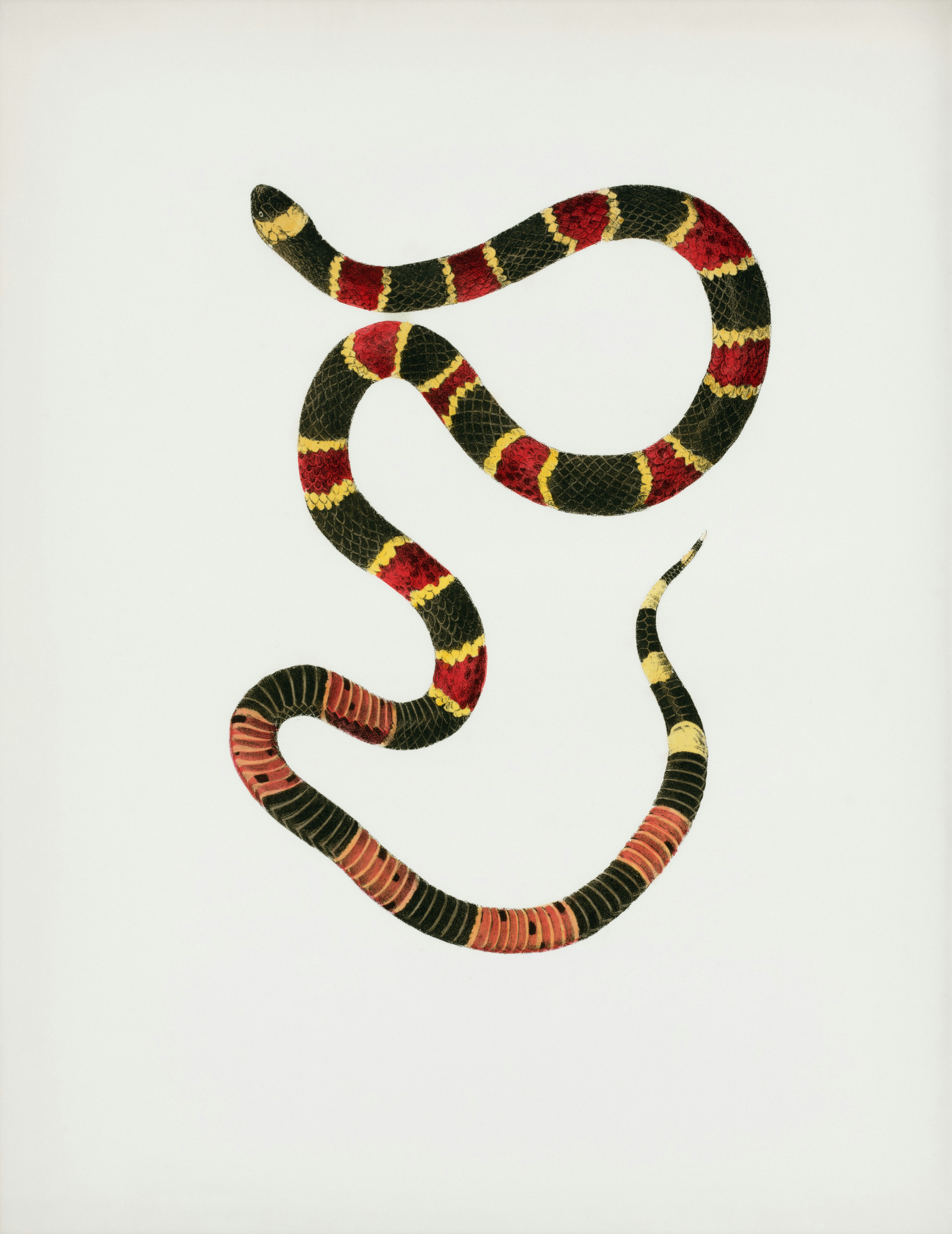 A coral snake with red, black, and yellow bands.