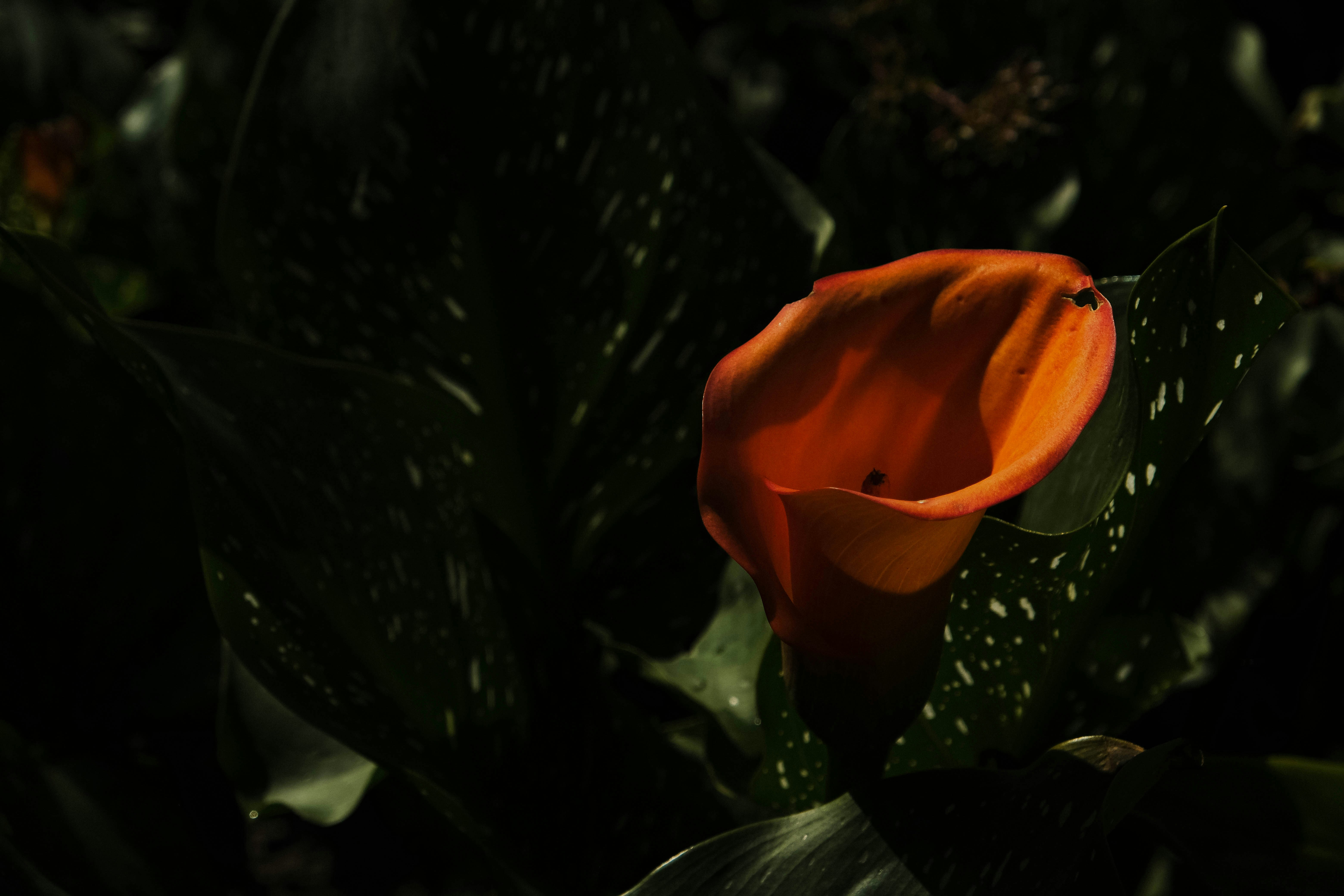 Orange calla lily flower with dark green leaves