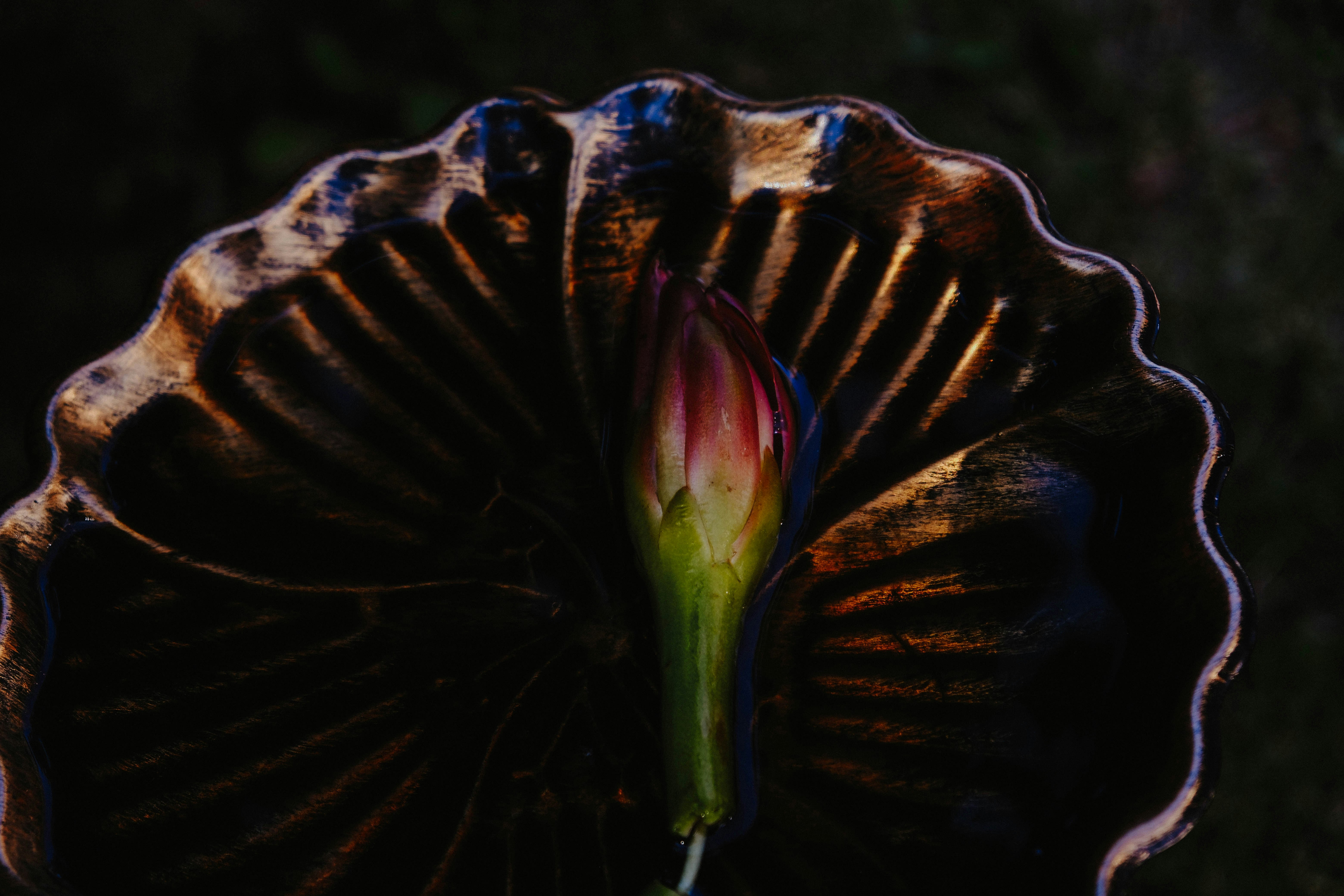 A closed flower bud with dark petals unfolds petals