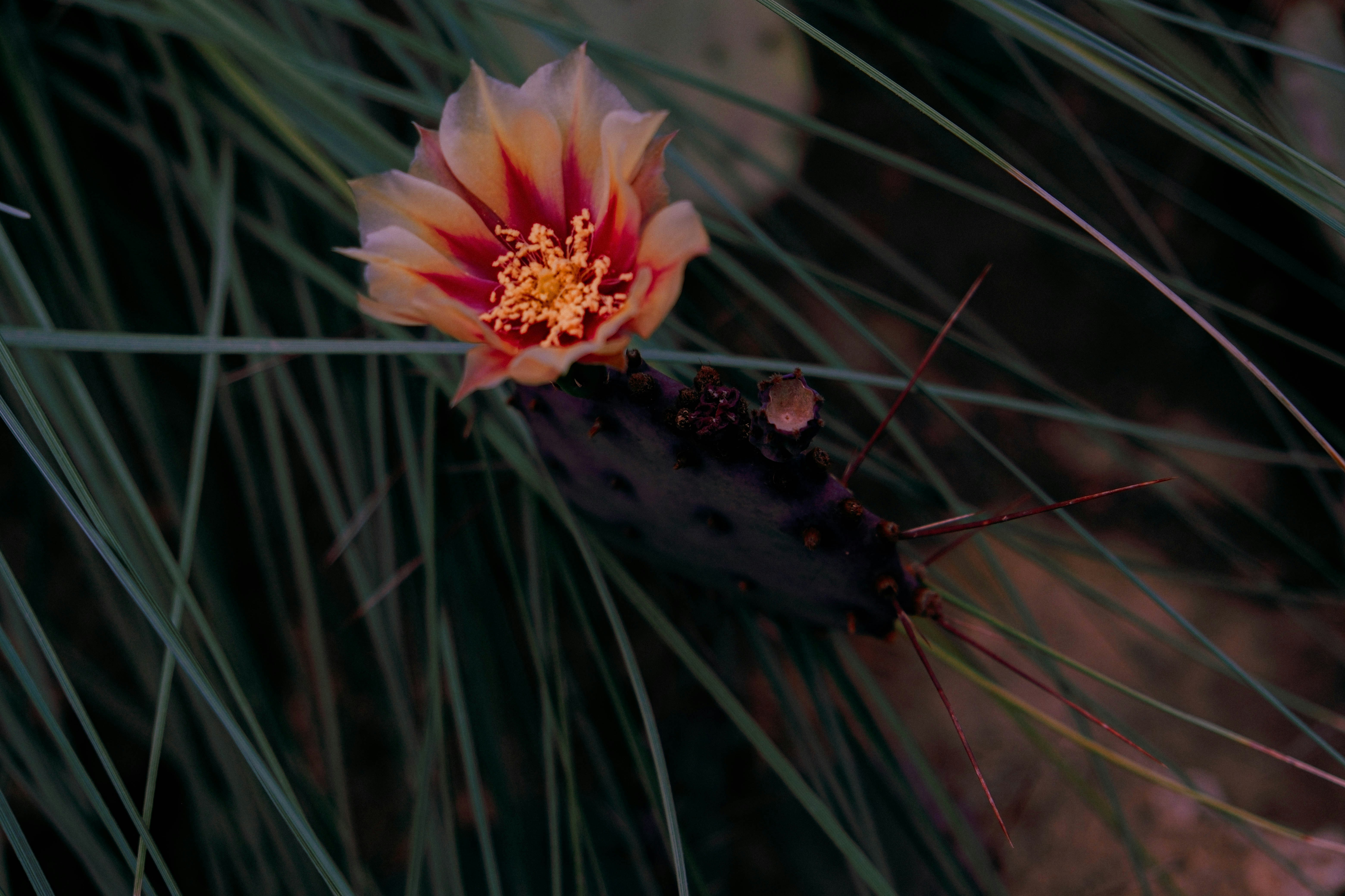 A prickly pear cactus flower blooms amidst green grass.