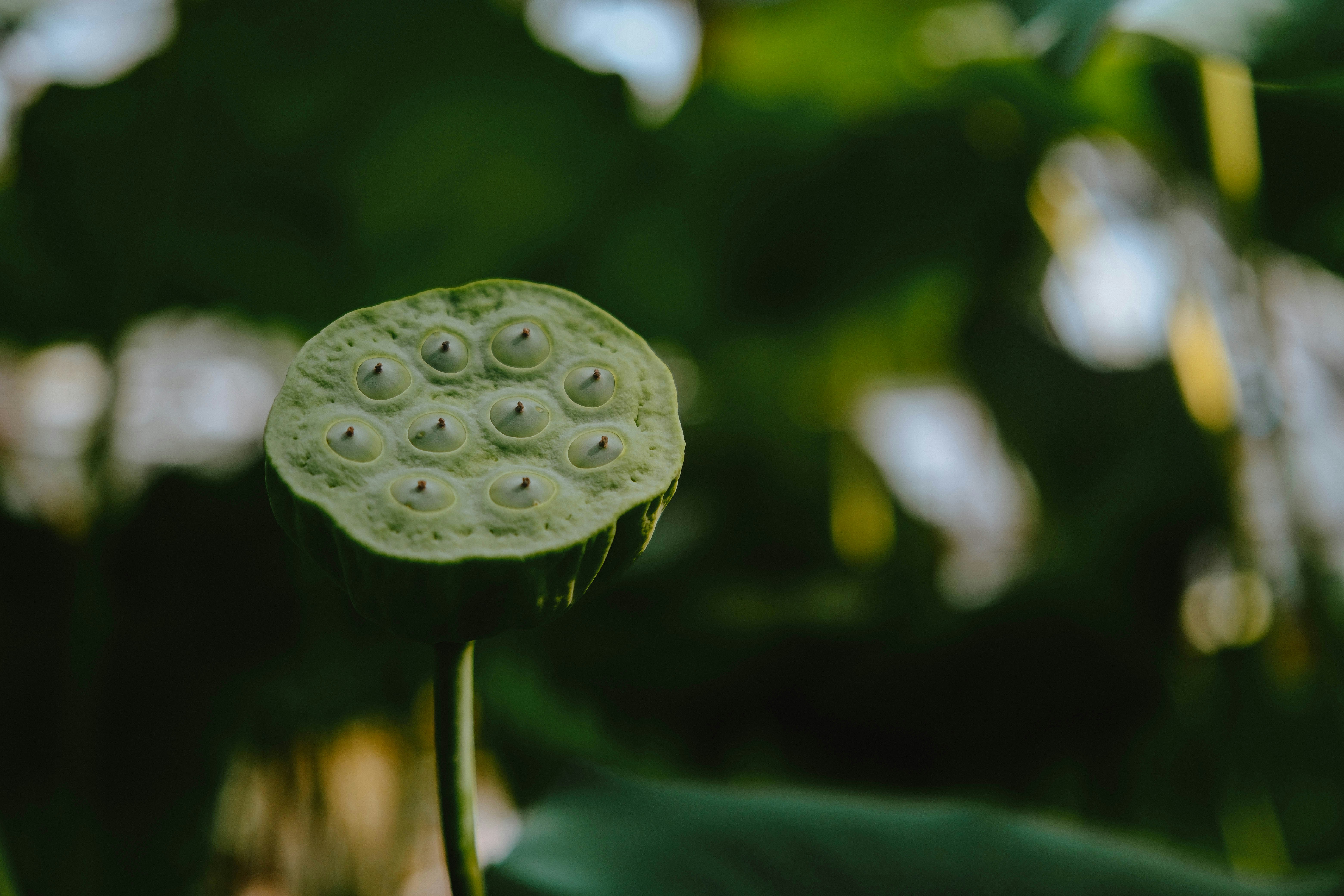 Close-up of a lotus seed pod with green leaves.