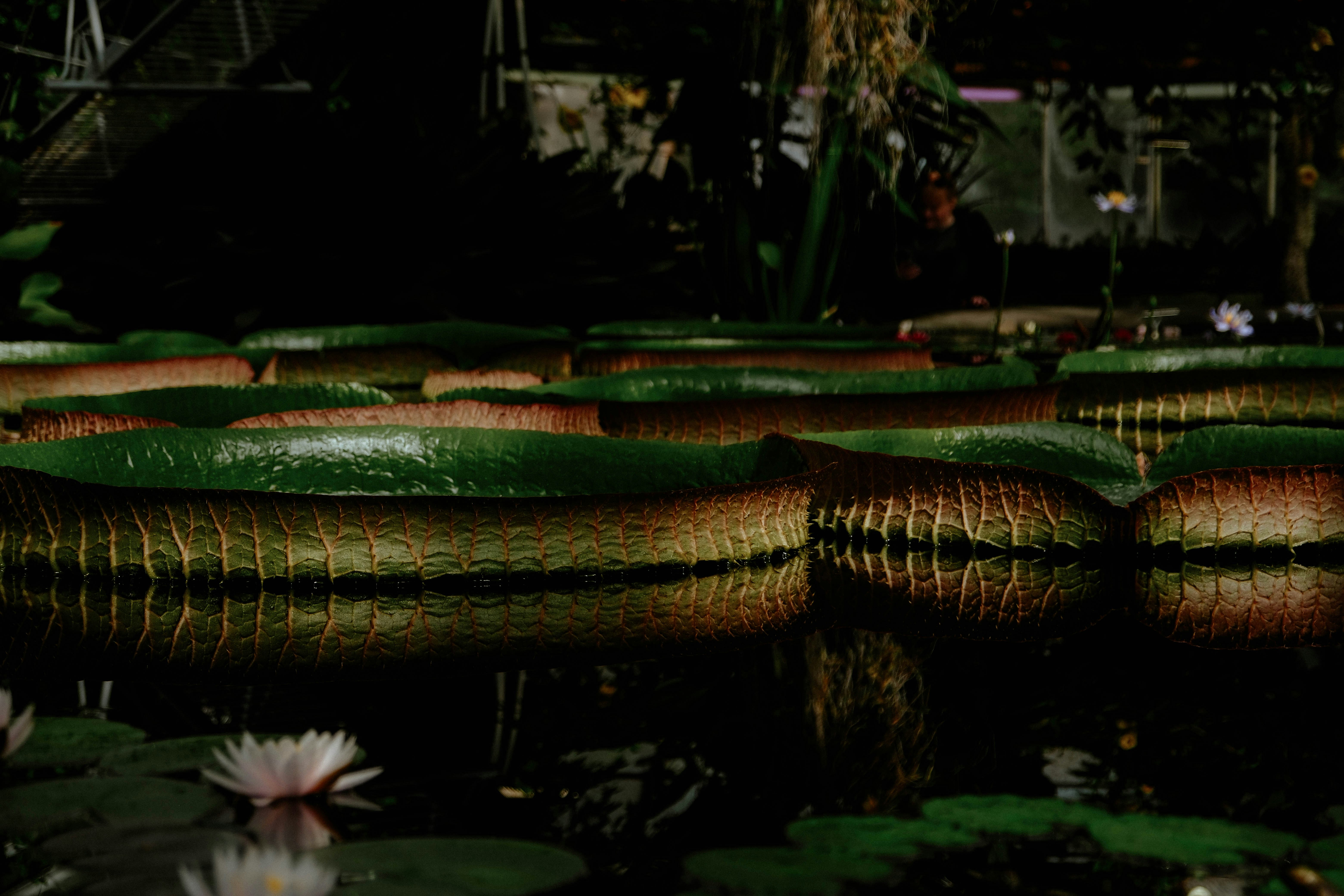 Giant water lilies floating on dark water