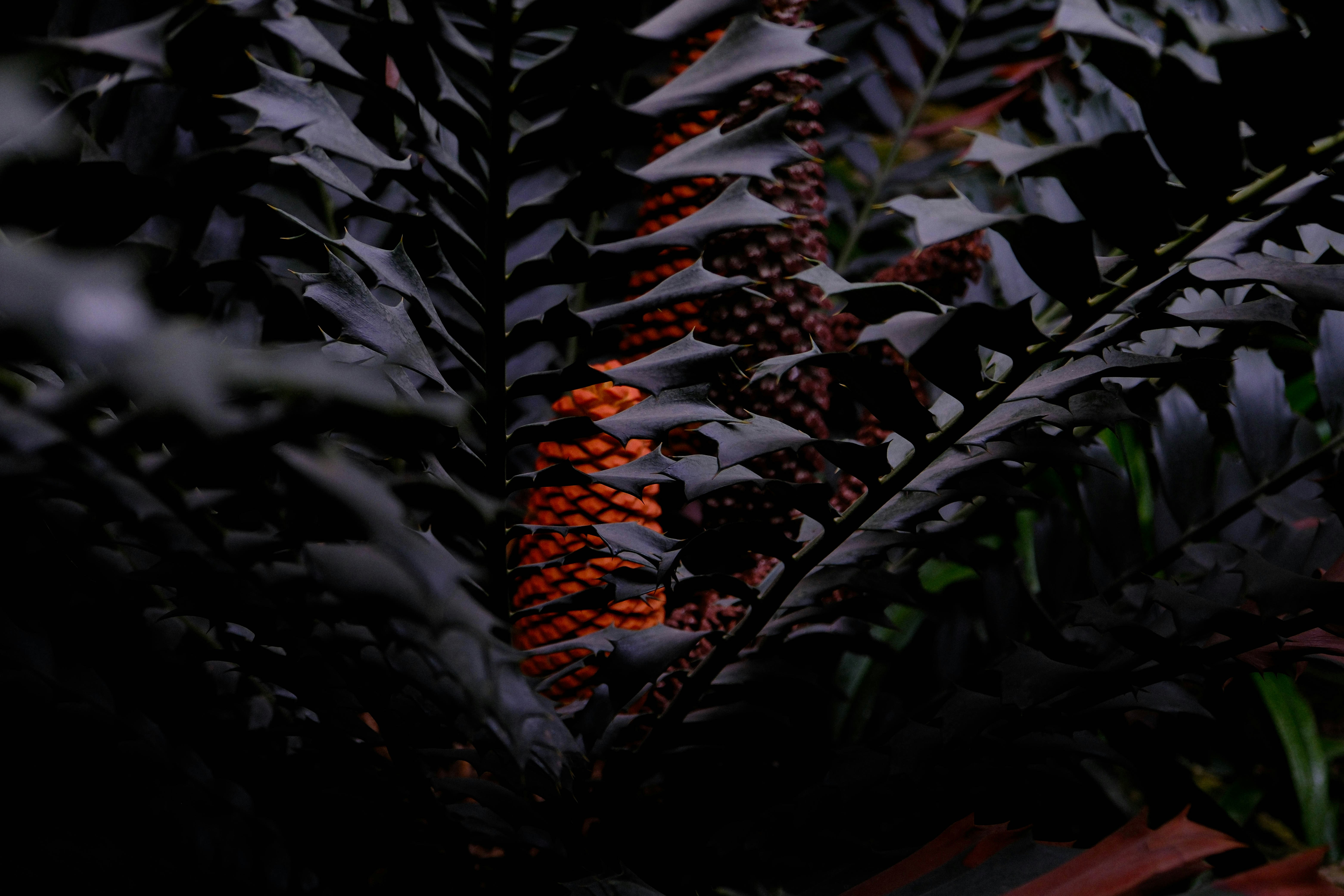 Close-up of a fern with orange berries.