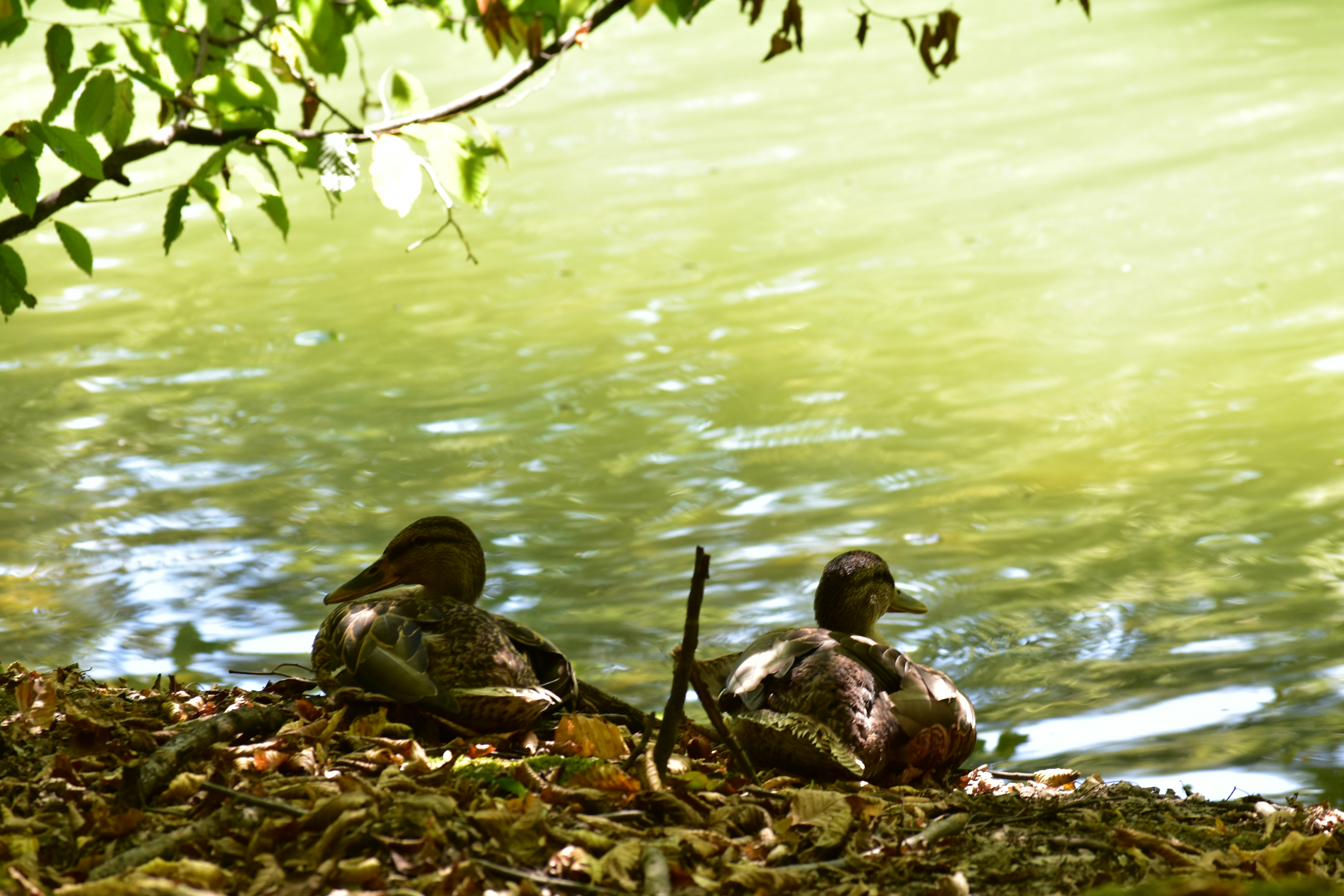 Two ducks resting by a calm green lake.