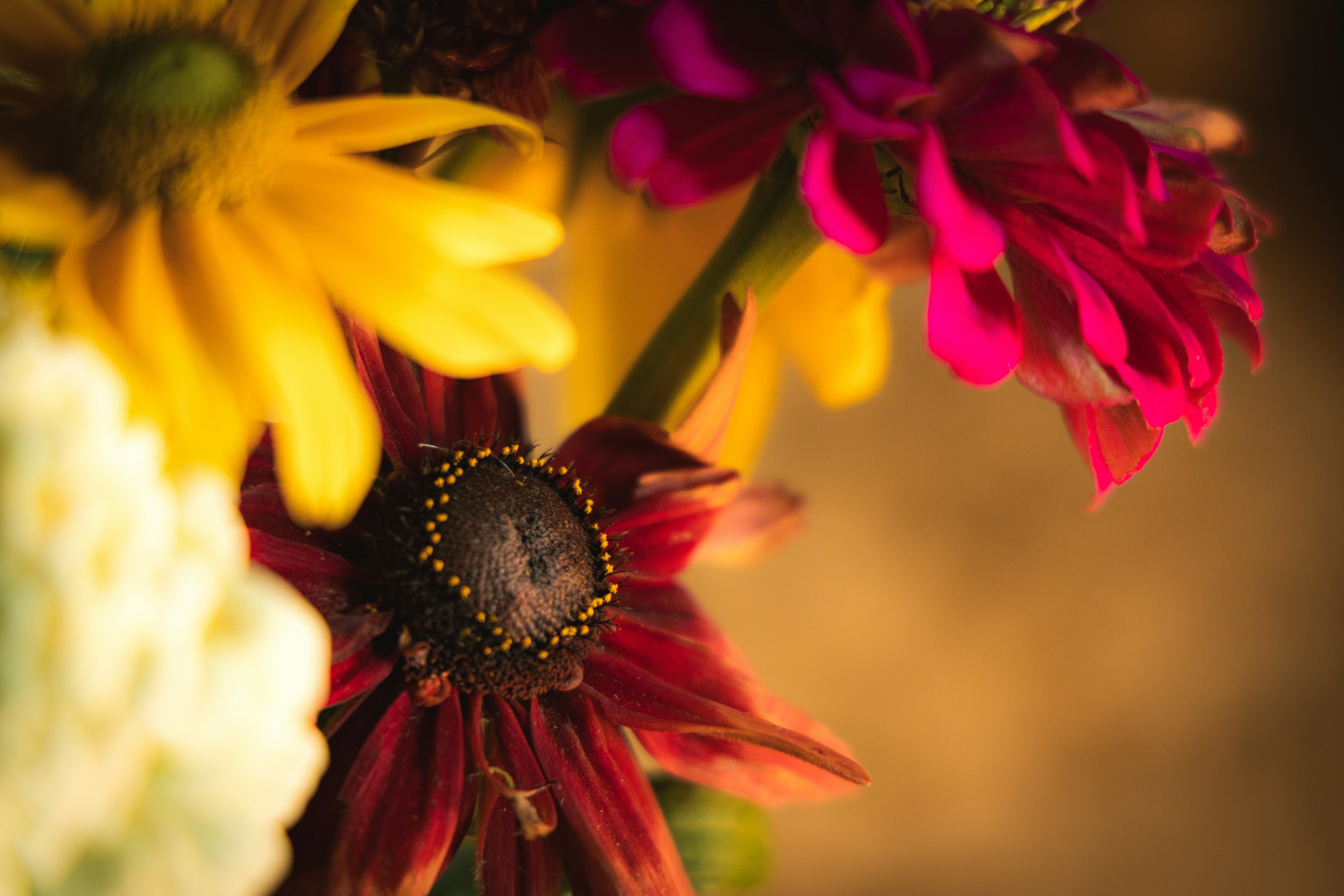 배경이 흐릿한 짙은 빨간색과 노란색 꽃