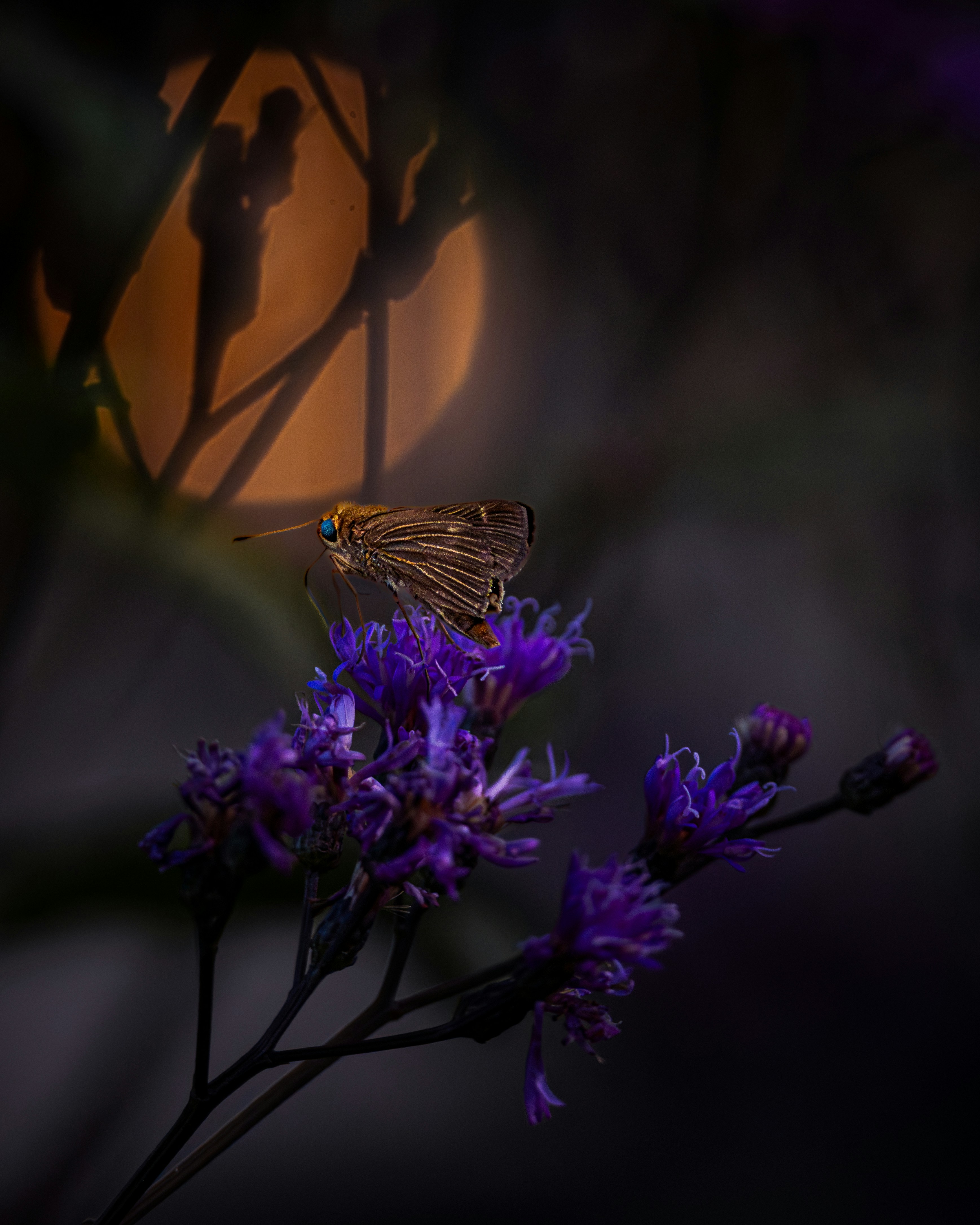 A small butterfly rests on a purple flower.