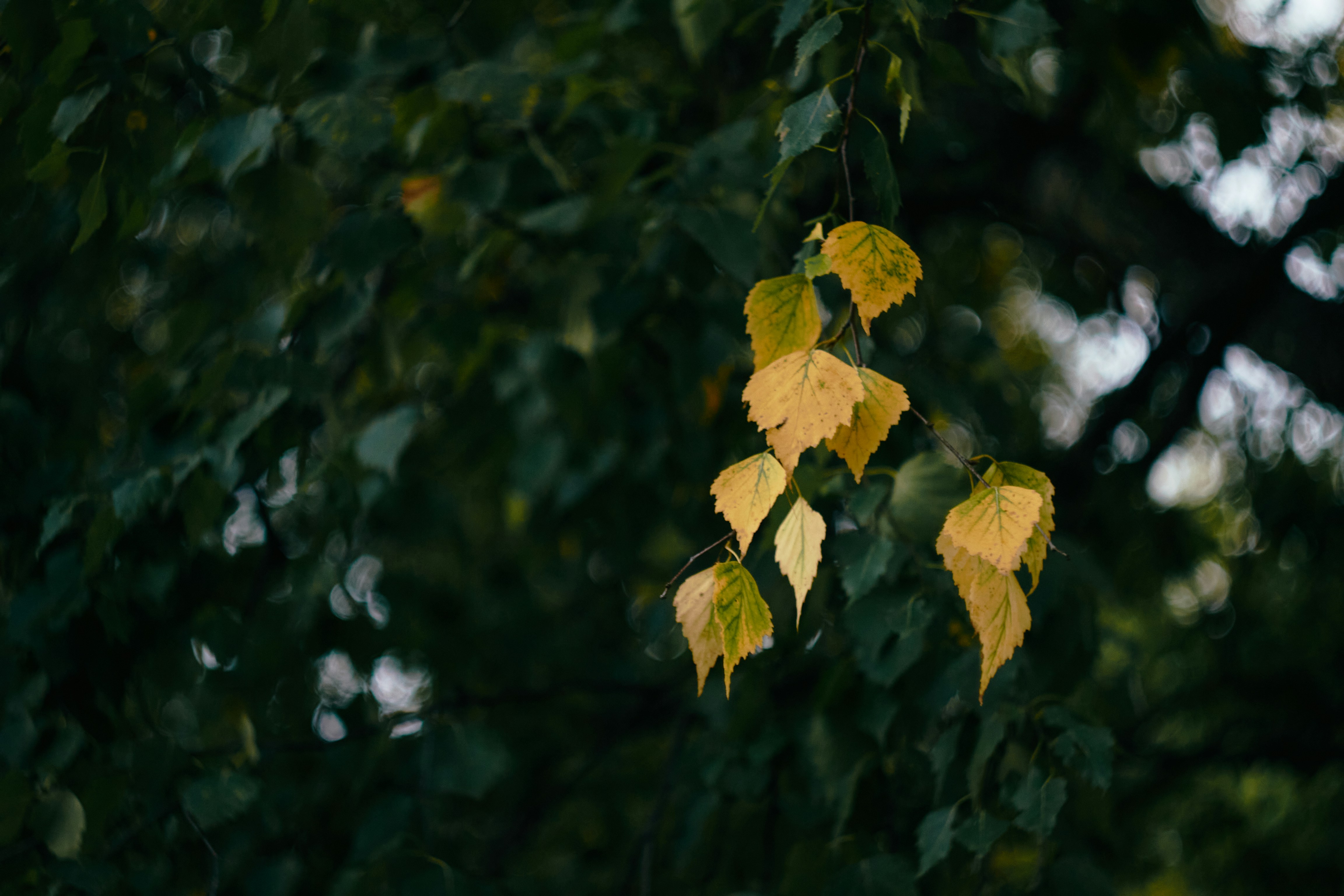 暗い木の枝の黄色い葉