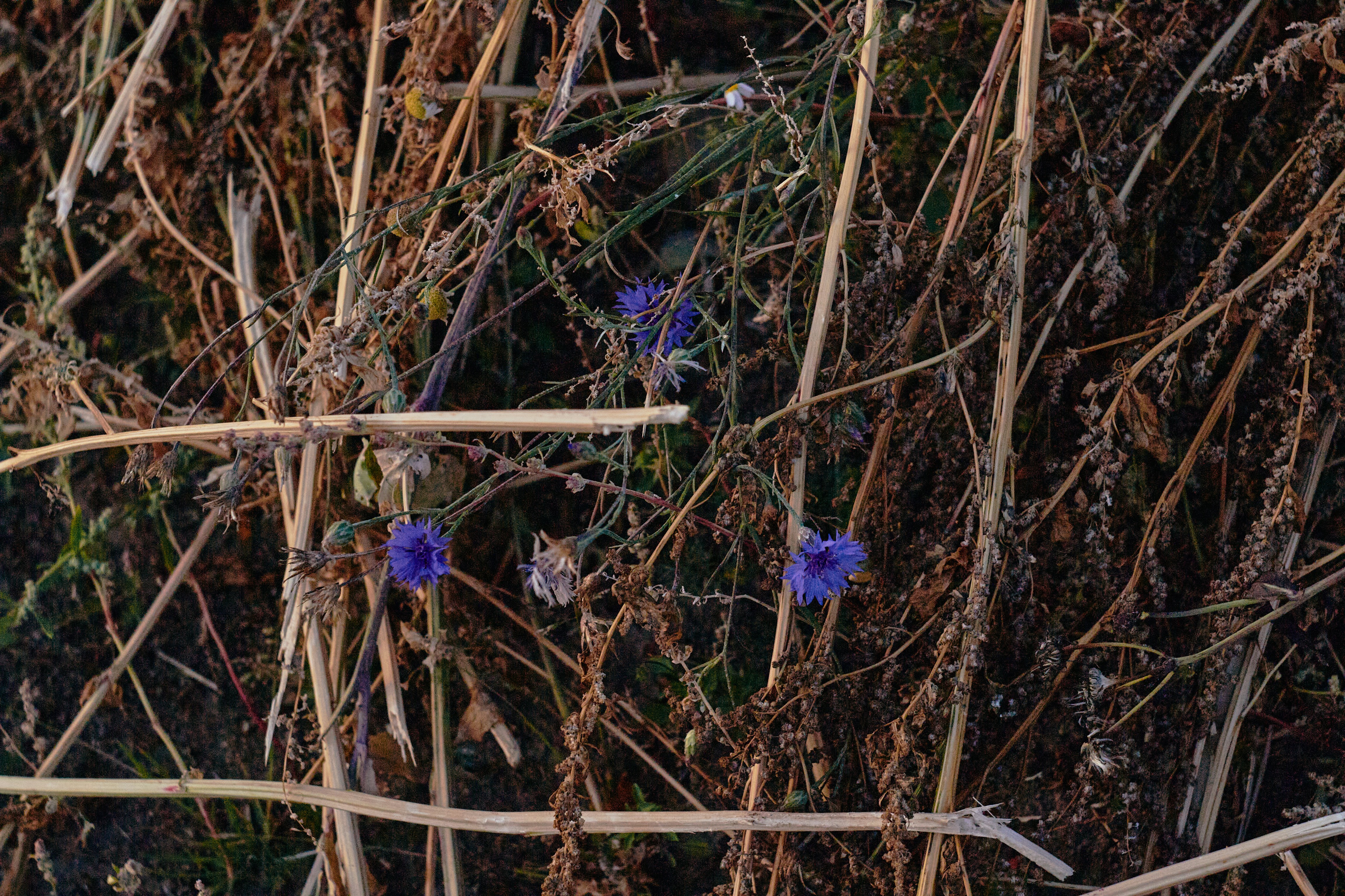 乾いた草の間に小さな紫色の野生の花が咲きます。