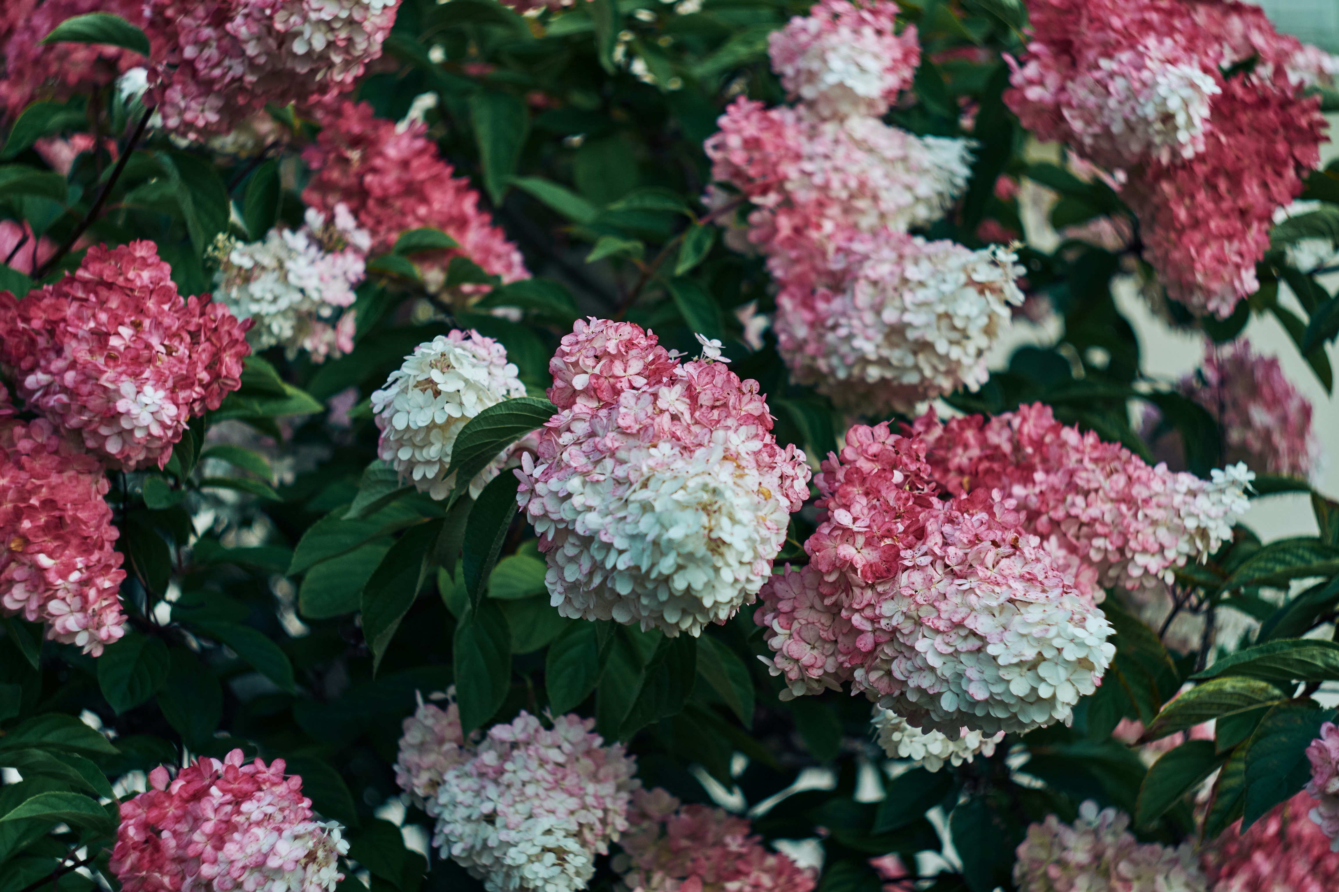 Photo by hannaxsulphur