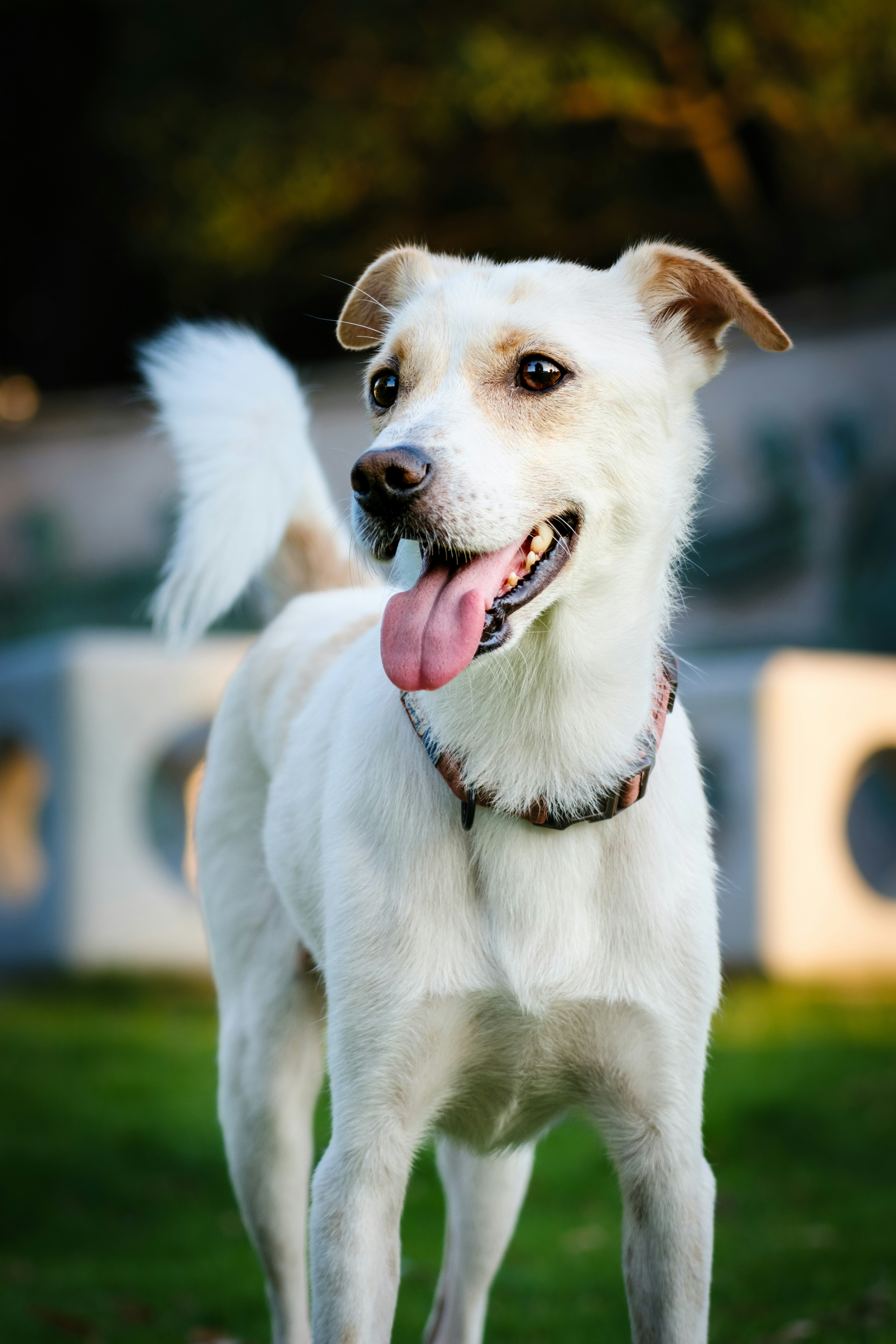 Photo by willianchan