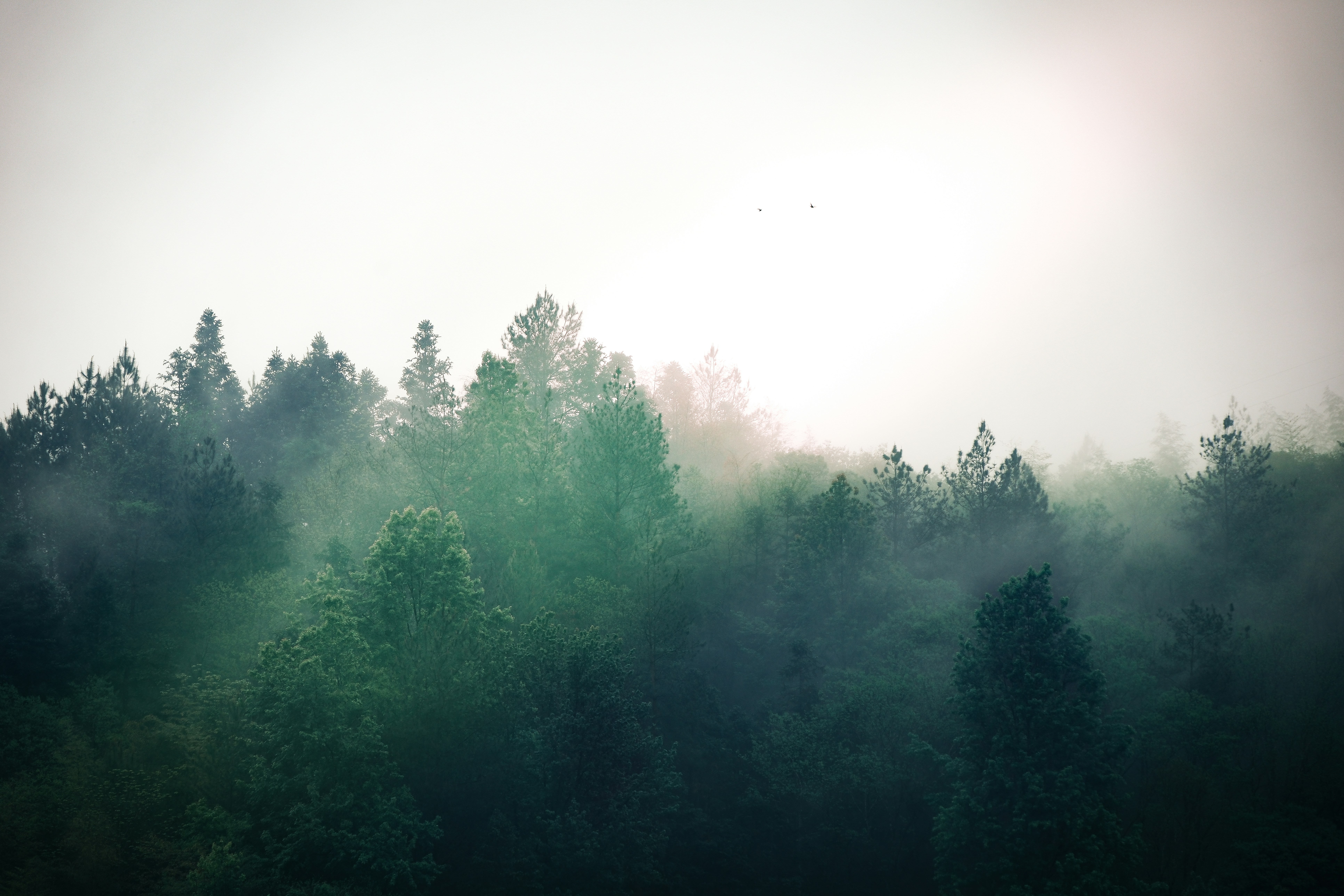 Photo by willianchan