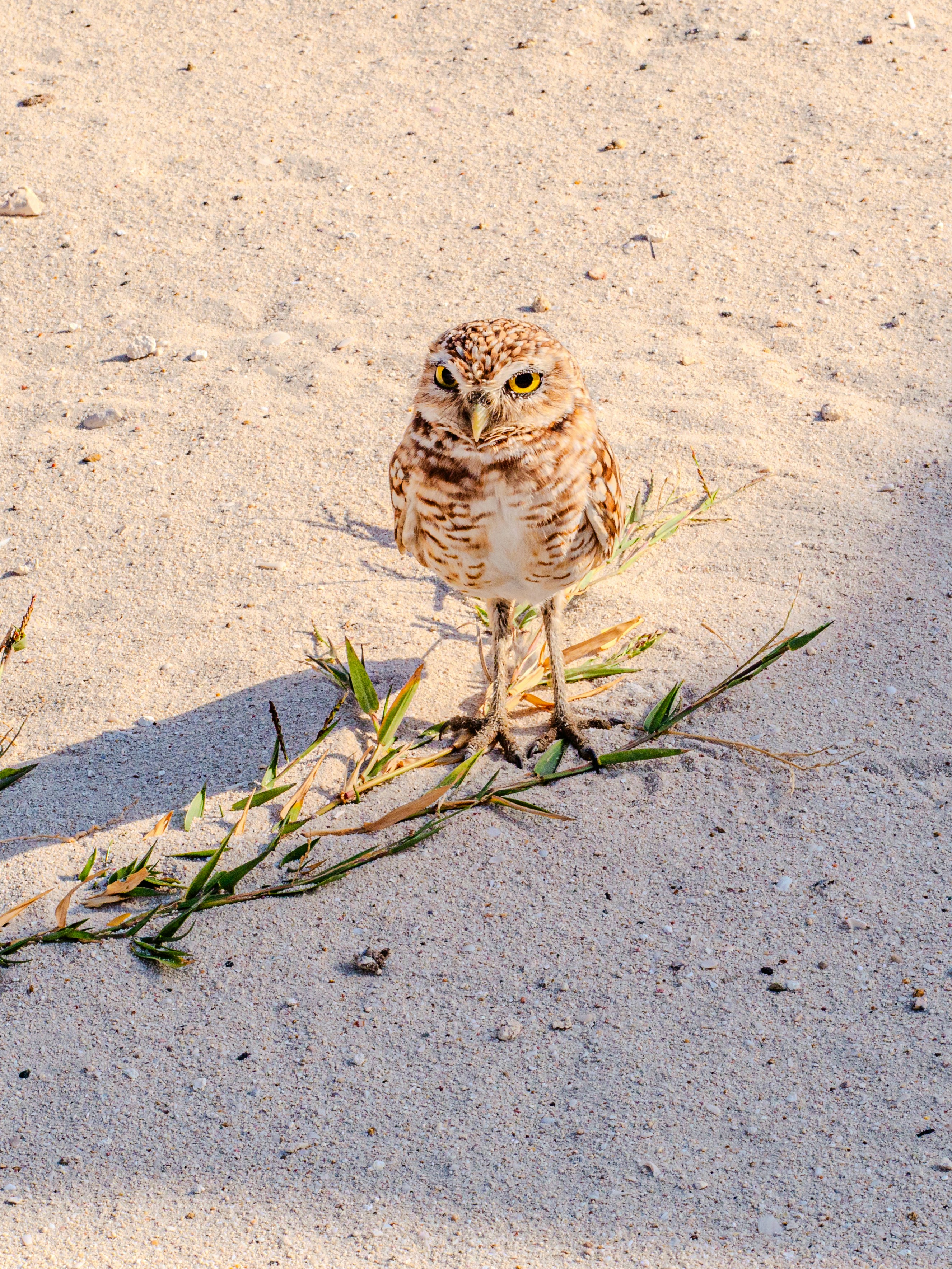 A small owl stands on sandy ground with grass.
