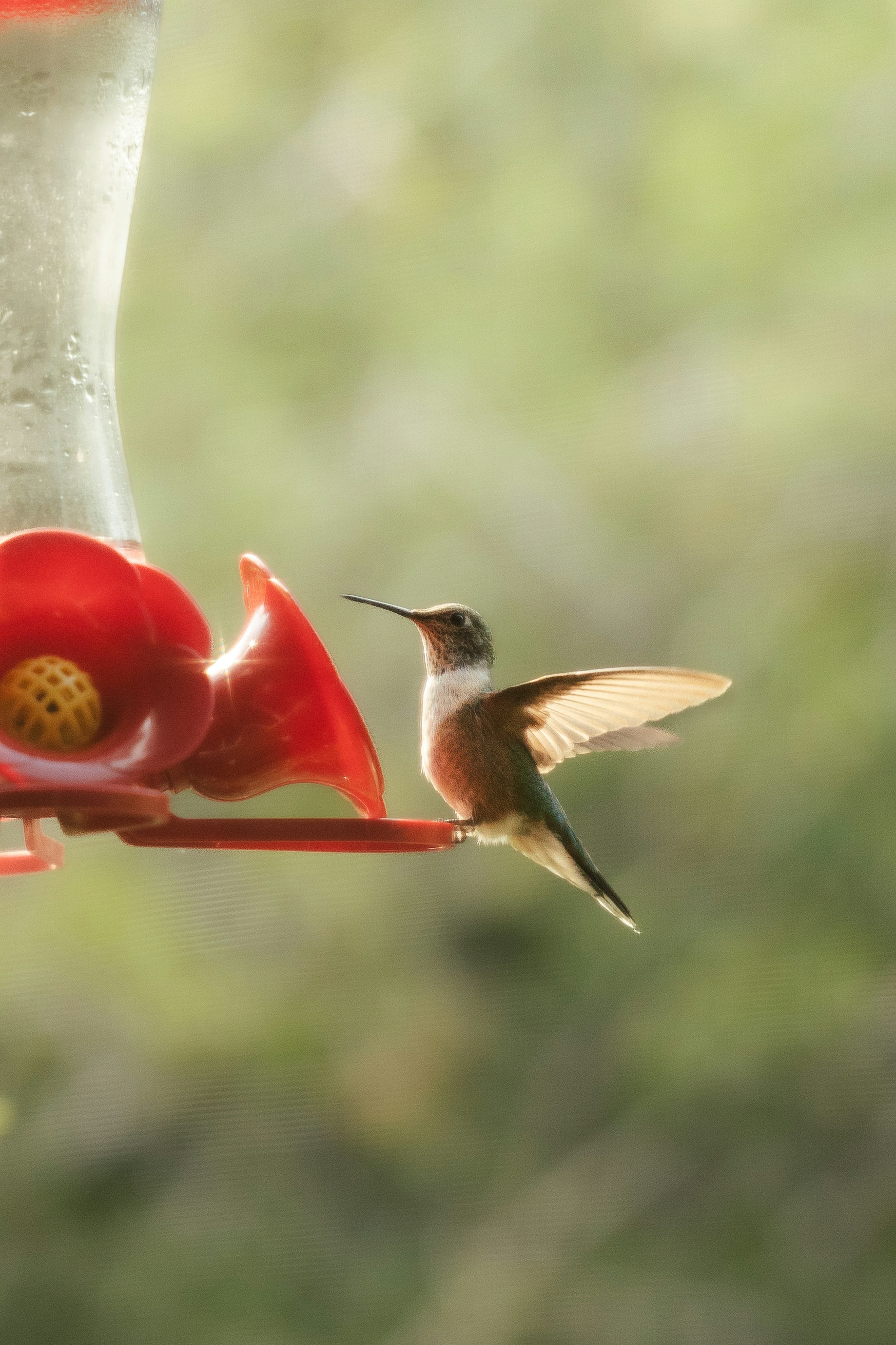 Hummingbird drinks from a red feeder