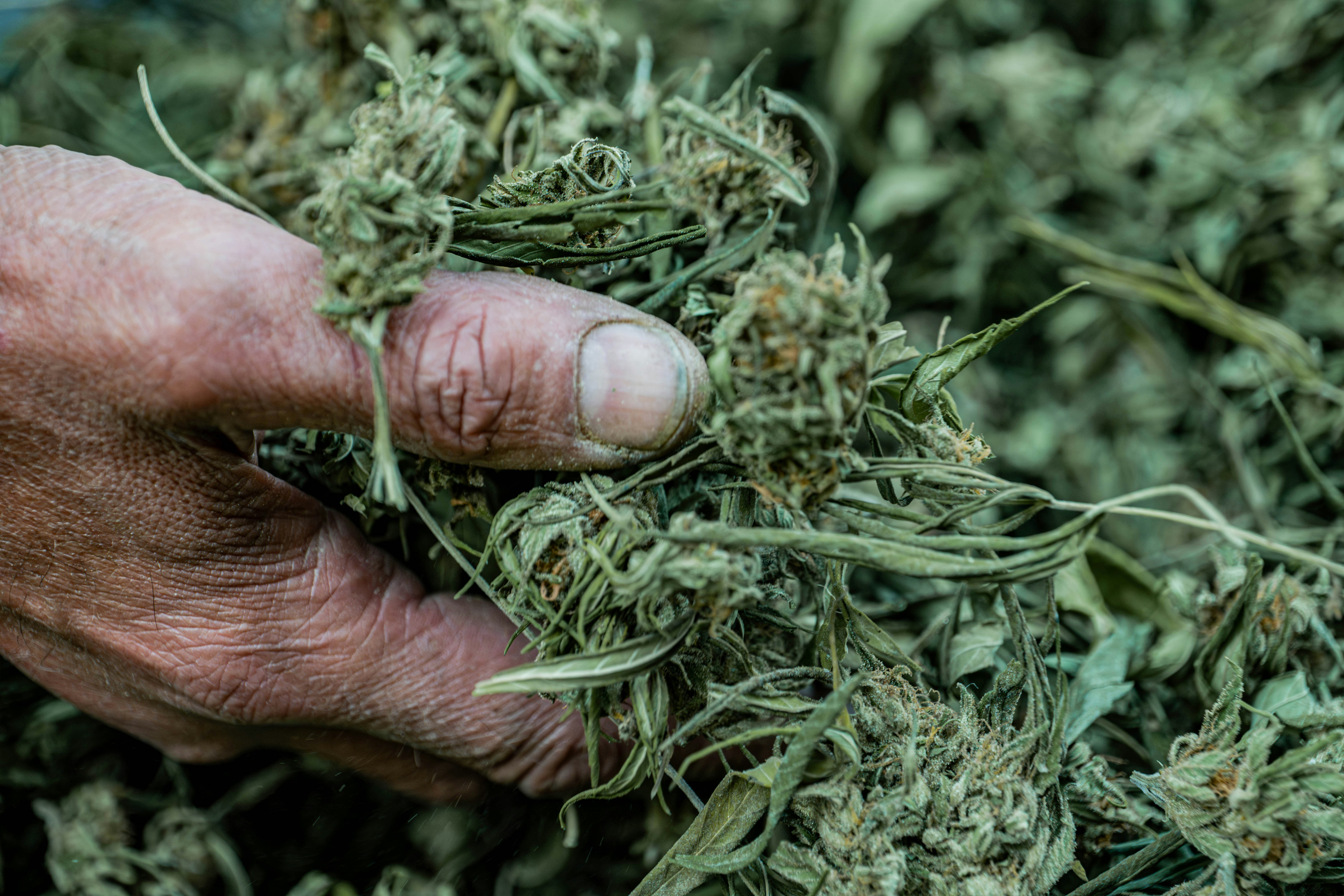 Hand holding dried cannabis buds and leaves