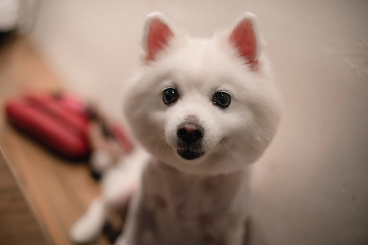 A fluffy white dog with dark eyes looks forward.