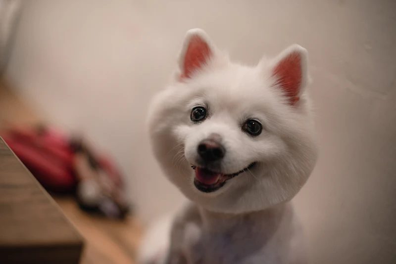Cão feliz e de pelo fofo após o banho