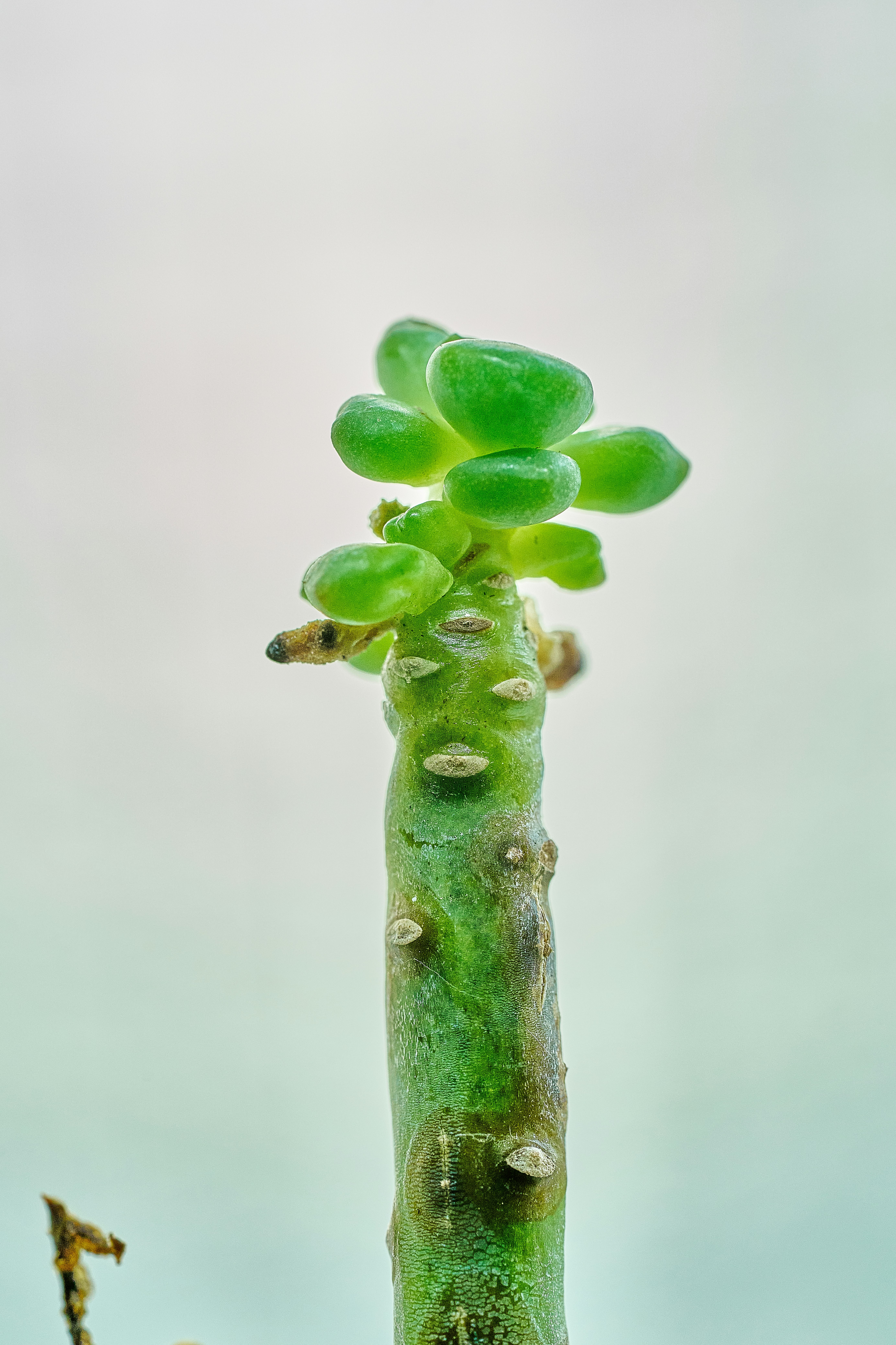 photo-1757553773929-4acb86a56362?ixid=M3wxMjA3fDB8MXxzZWFyY2h8MXx8JUU4JTgyJTg5JUU4JThDJThFfGVufDB8fHx8MTc2MjAwOTM5MXww\u0026ixlib=rb-4.1.0