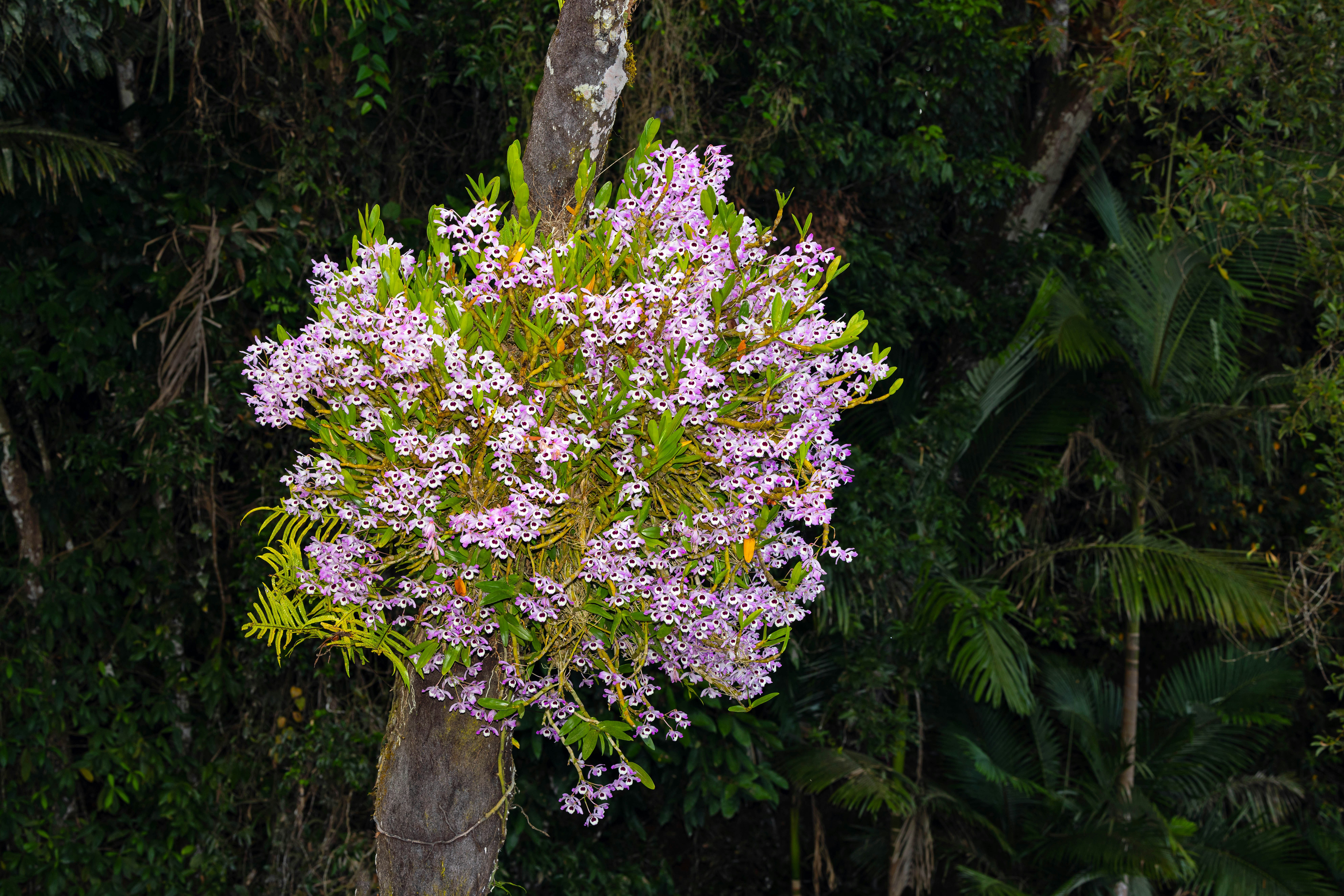 A cluster of pink orchids growing on a tree trunk.